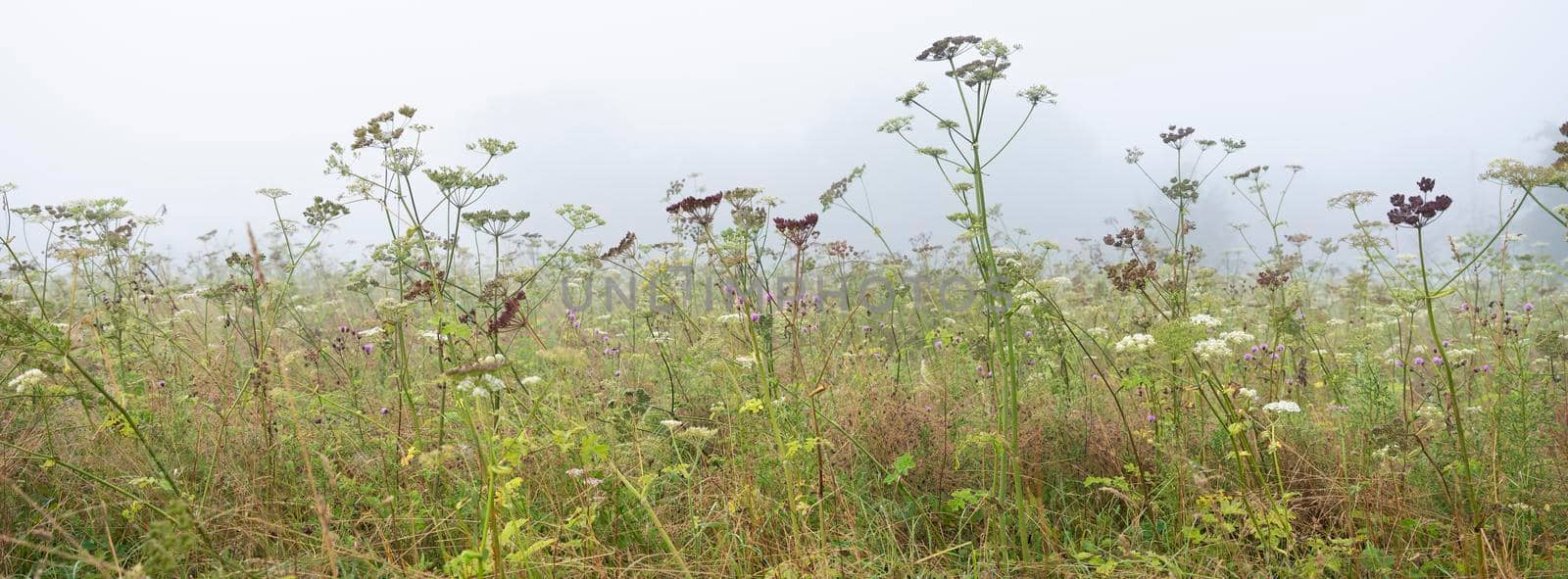 field with summer flowers in morning mist near rouen in french normandy by ahavelaar