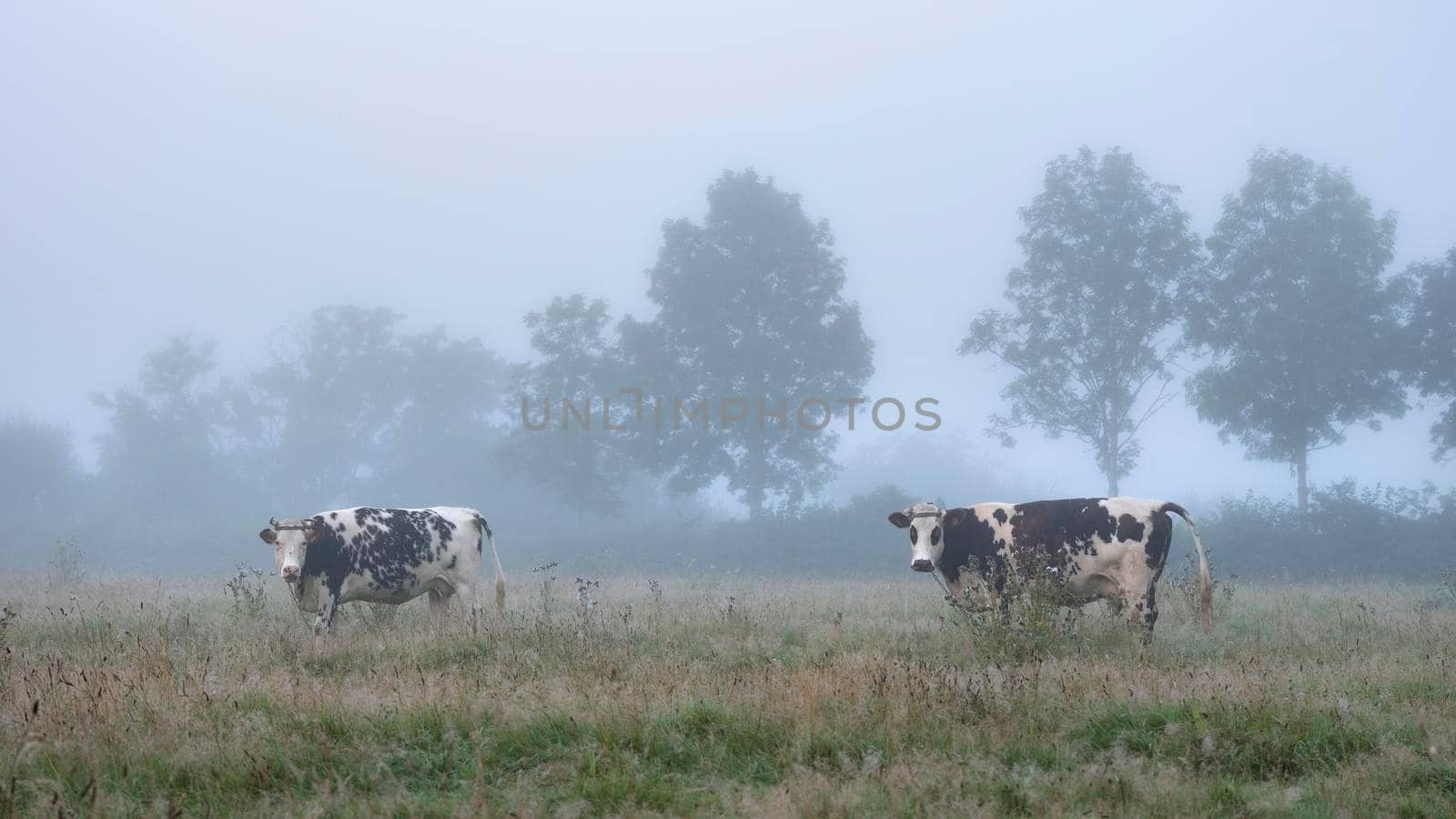 misty meadow with cows in french natural park boucles de la seine between rouen and le havre in summer by ahavelaar