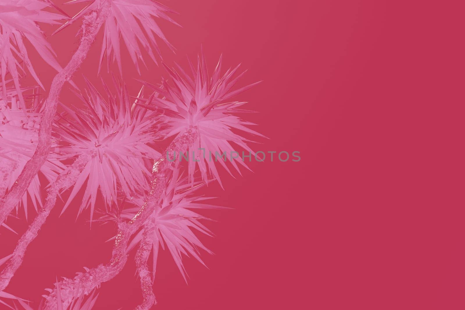 Date palm tree close up with sunlight seen through the leaves. Beautiful nature bakground. Color of the year 2023 inspired