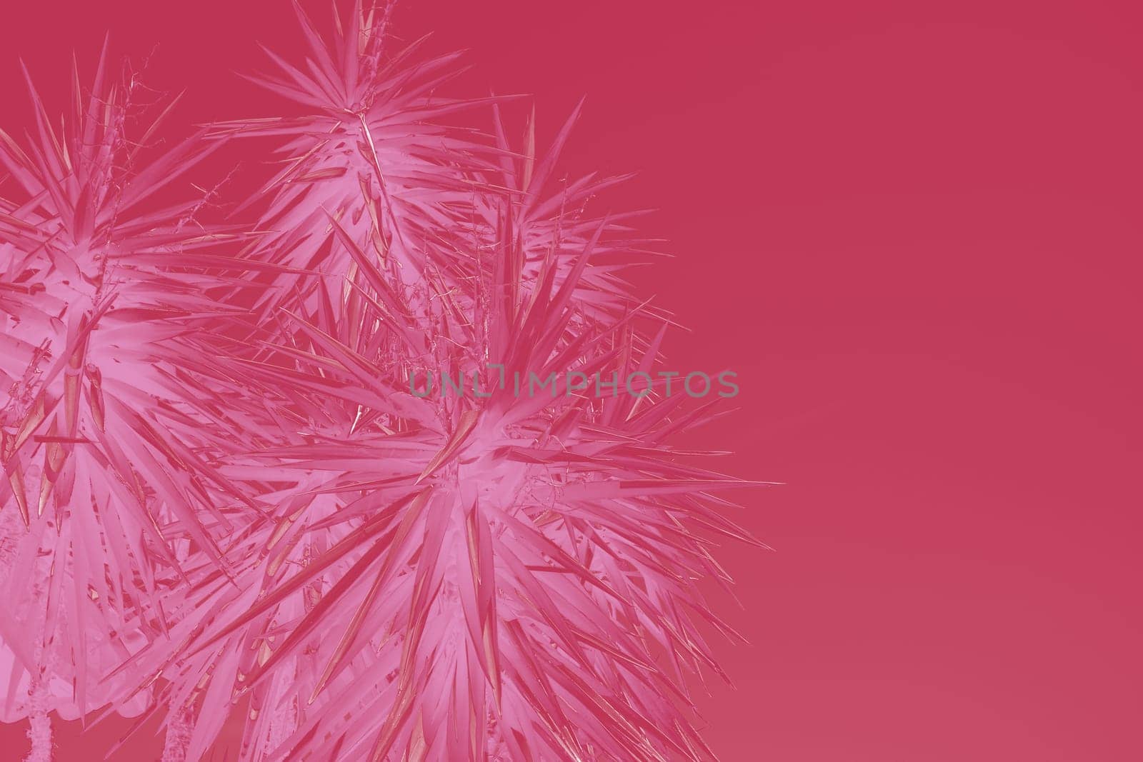 Date palm tree close up with sunlight seen through the leaves. Beautiful nature bakground. Color of the year 2023 inspired