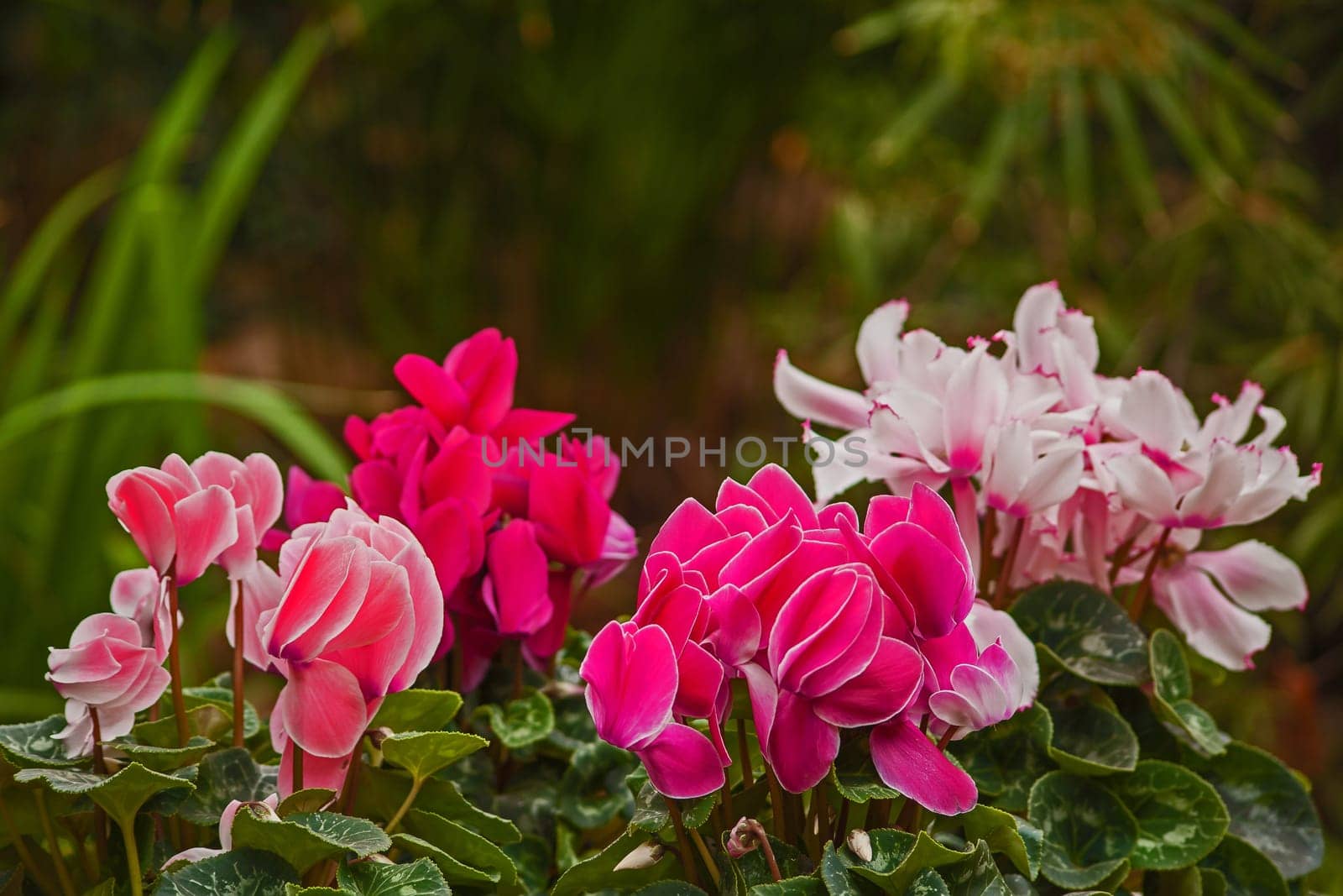 Macro image of different shades of pink Cyclamen flowers in a garden setting