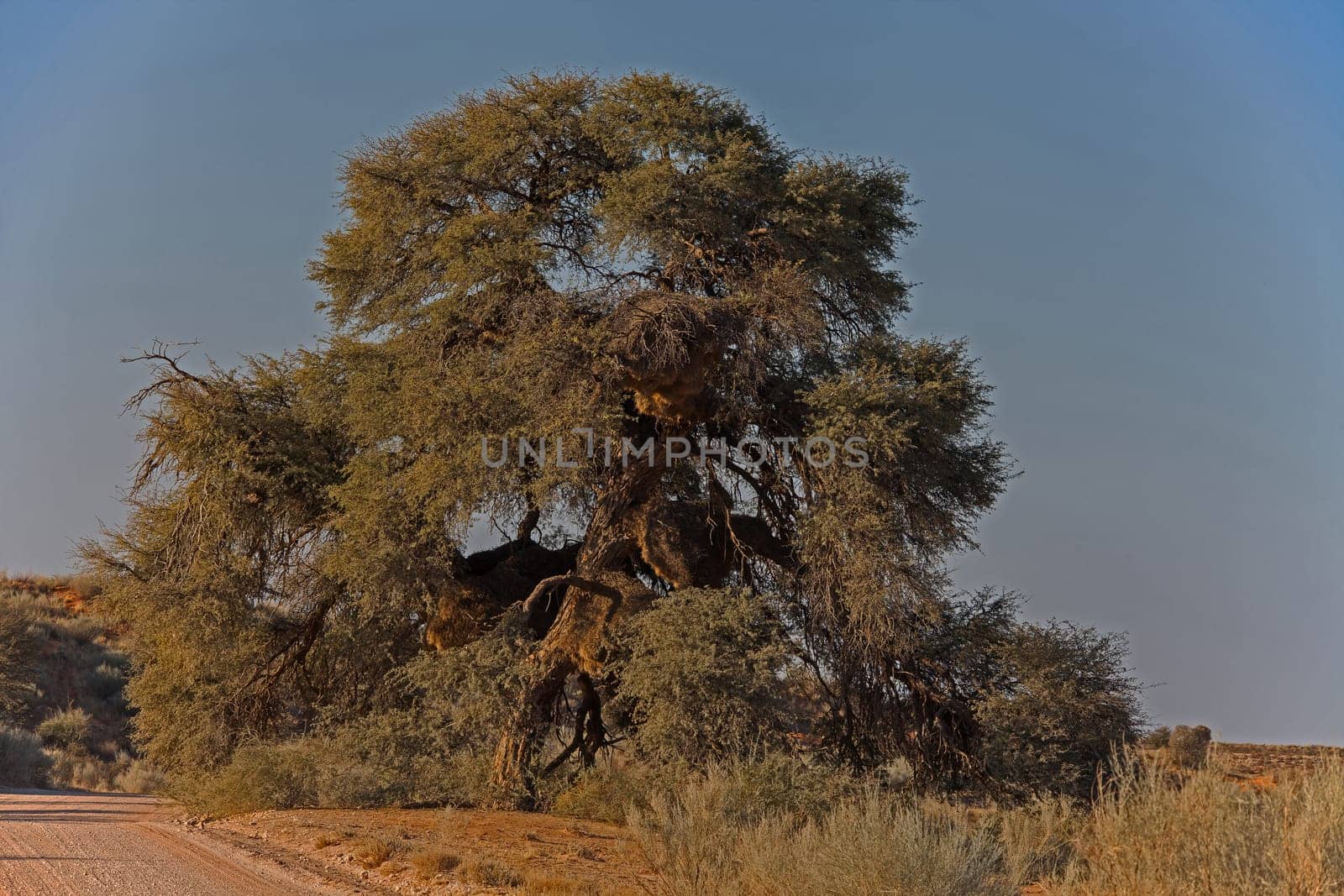 Roadside Kamelthorn Tree 4859 by kobus_peche