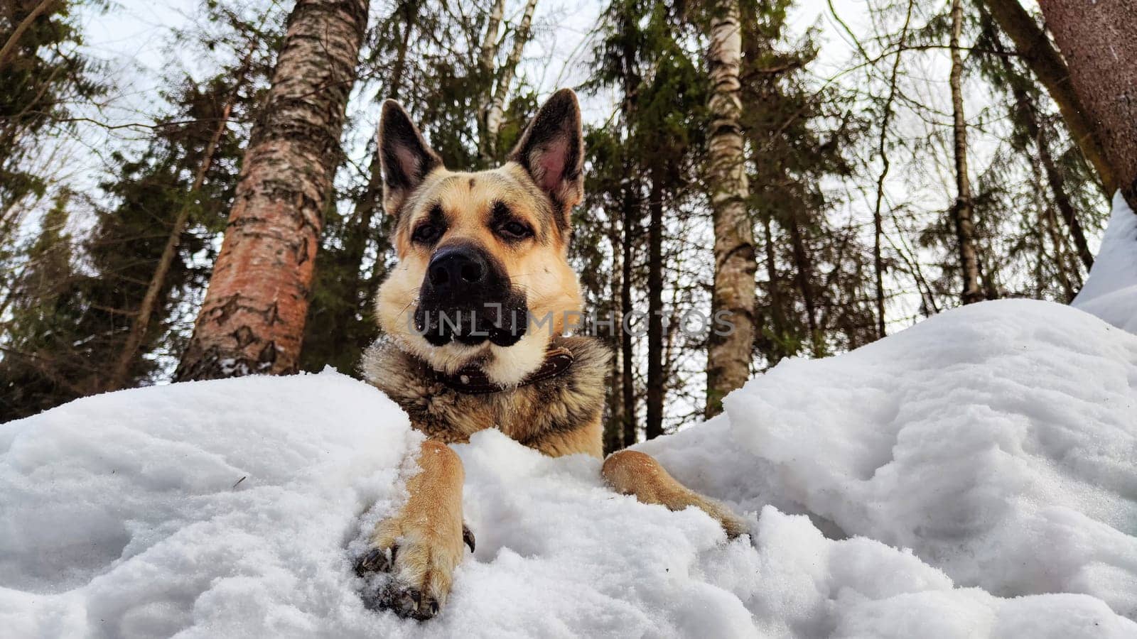 Dog German Shepherd in winter day and white snow arround. Waiting eastern European dog veo in cold weather