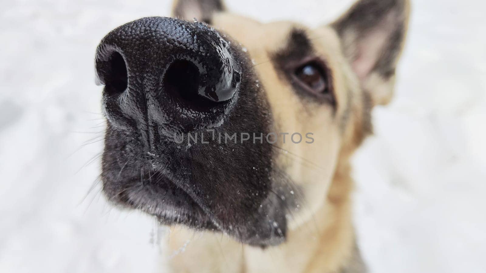 Portrait and bit muzzle of Dog German Shepherd and black nose. Russian eastern European dog veo and partial focus