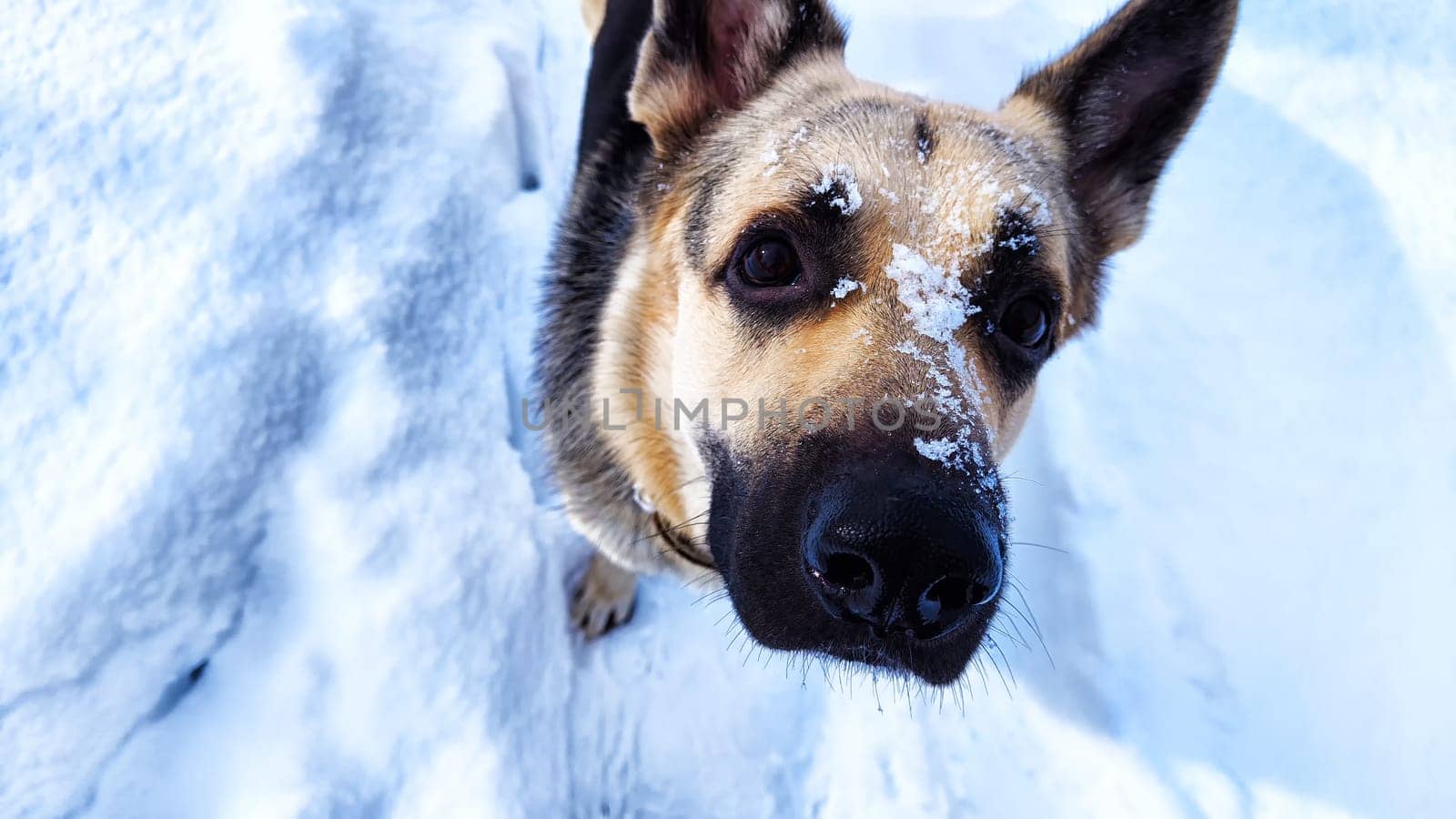 Dog German Shepherd in winter day and white snow arround. Waiting eastern European dog veo and white snow