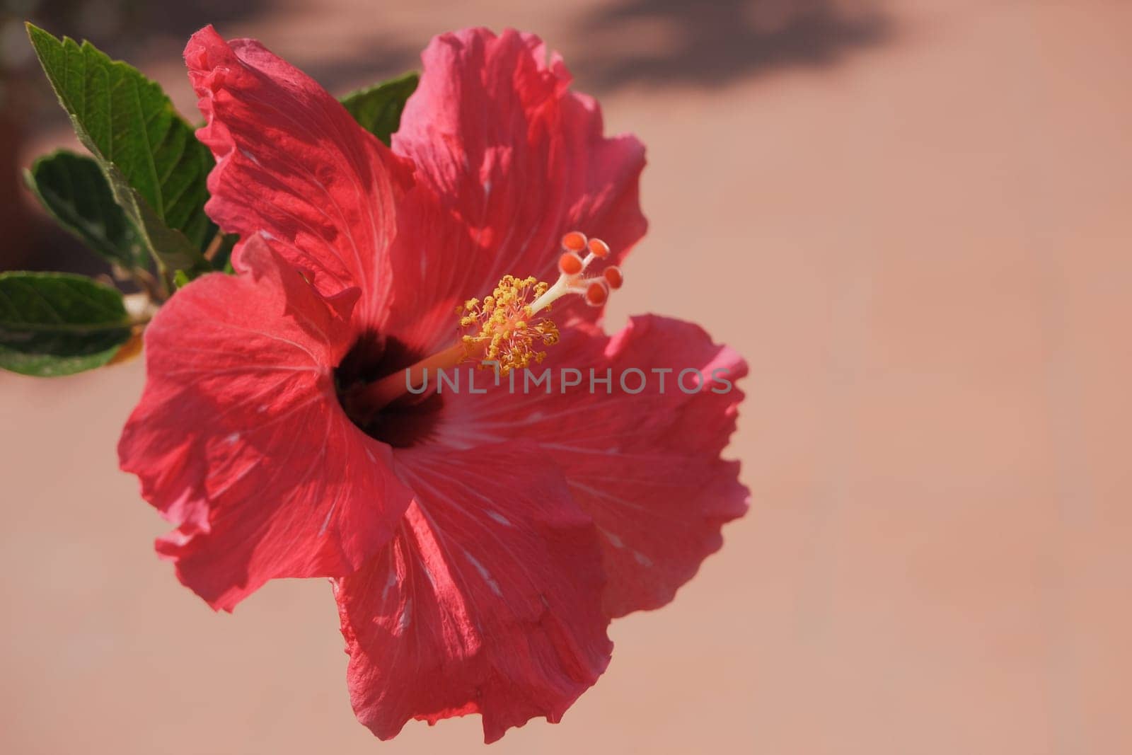 Hibiscus rosa-sinensis. This is a tropical evergreen plant with pink flowers and green leaves during the sunny day.