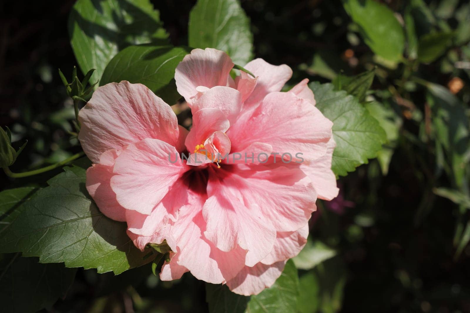 Hibiscus rosa-sinensis. This is a tropical evergreen plant with pink flowers and green leaves during the sunny day.