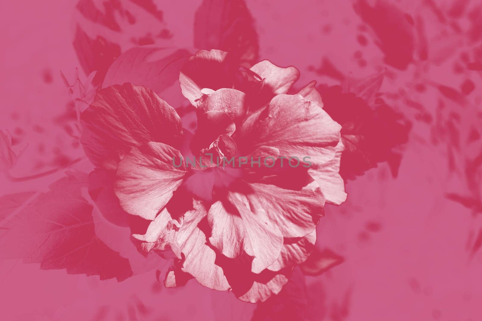 Hibiscus rosa-sinensis. This is a tropical evergreen plant with pink flowers and green leaves during the sunny day.
