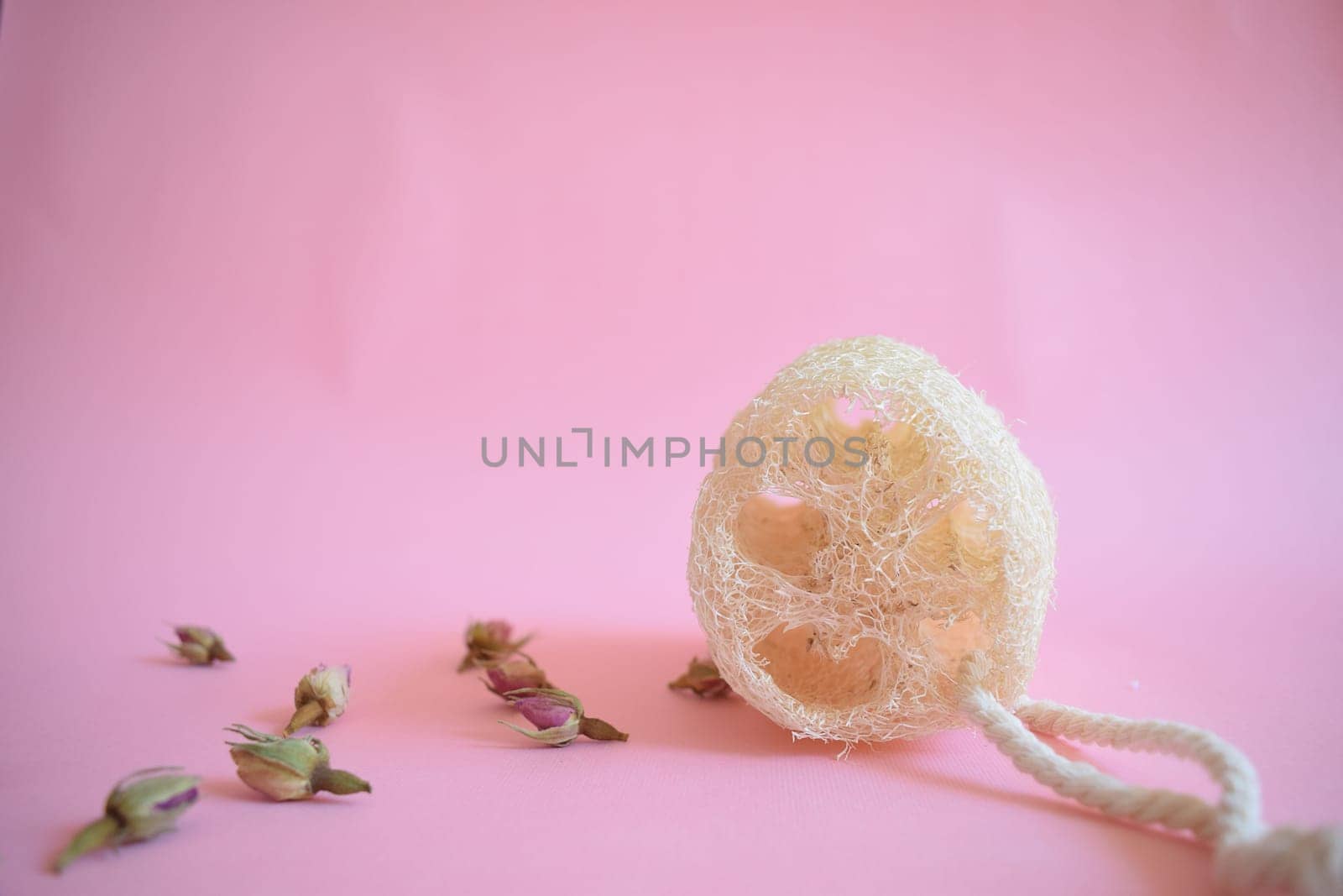 Natural Luffa Sponge. Body scrap with natural sponge on a pink background.