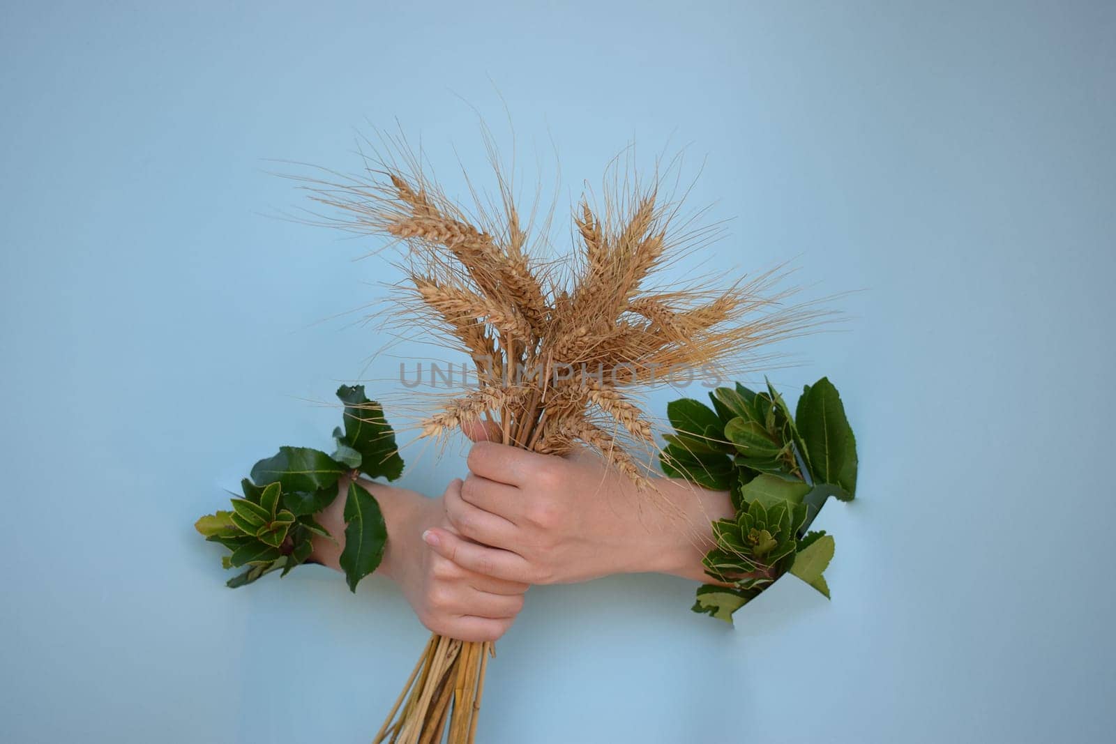 Ears of wheat in the hands of a young girl, on a blue background.