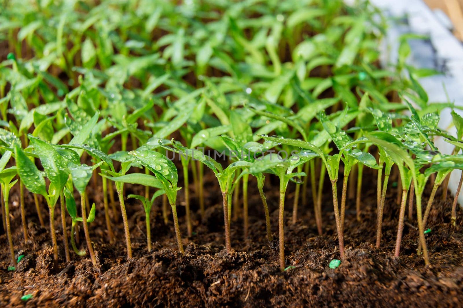 Growing pepper seedlings in peat. Pepper seedlings after germination. Healthy dark green leaves.