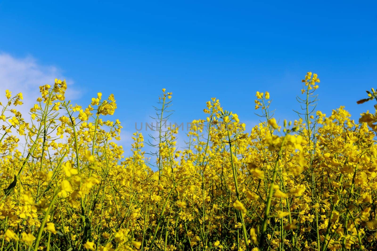 Yellow rapeseed flowers on the background of a yellow field of flowers and a blue sky. Oil and biofuel production. Annual oil plant. Agricultural market.