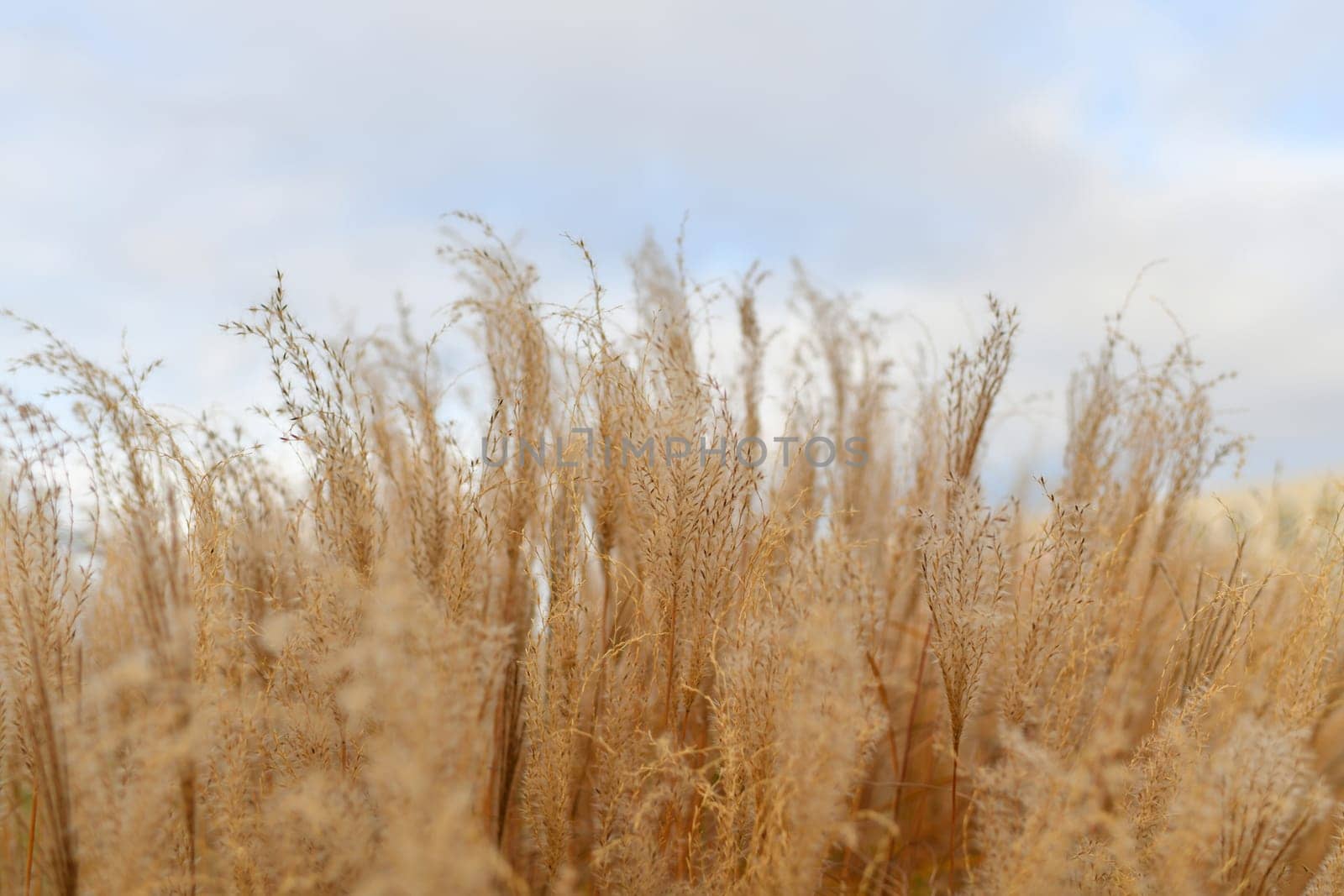 Natural backgroundDry reed. Minimal, stylish, trend concept. by Godi