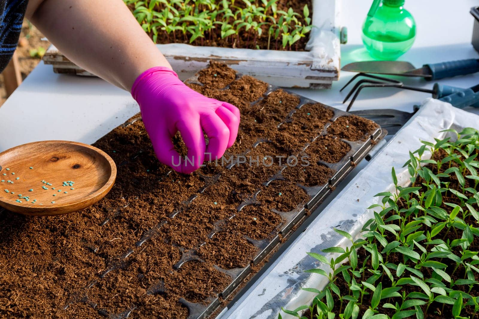 Farmers are sowing seed plants into the ground. seeds sown on peat in black plastic pots