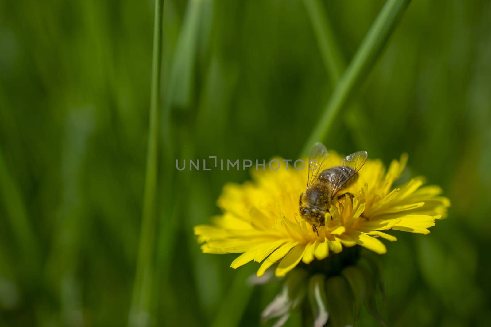 close-up shot of a bee covered with yellow pollen on a bright yellow dandelion flower. High quality photo