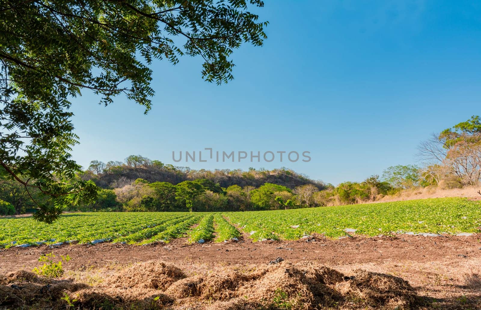 Watermelon cultivation orchard. Watermelon cultivation plot with blue sky. Cultivation and harvest of watermelon.