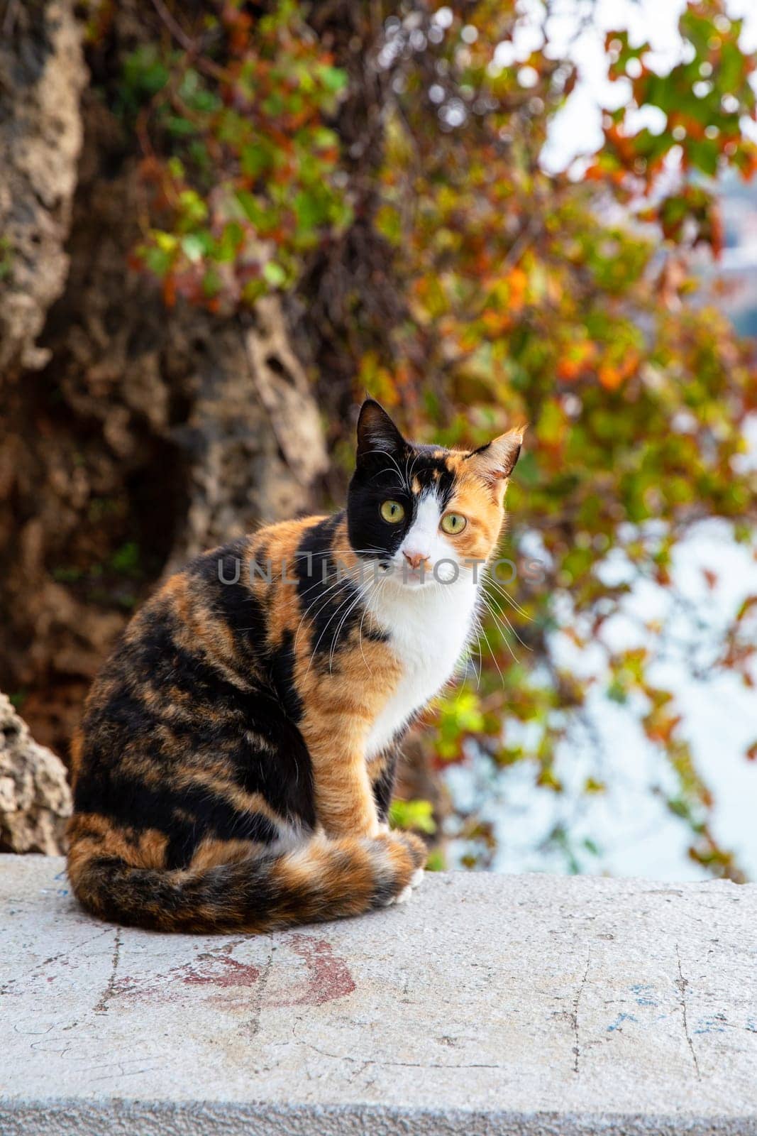 Homeless but happy cat in Antalya street. Antalya, Turkiye. by Marina-A