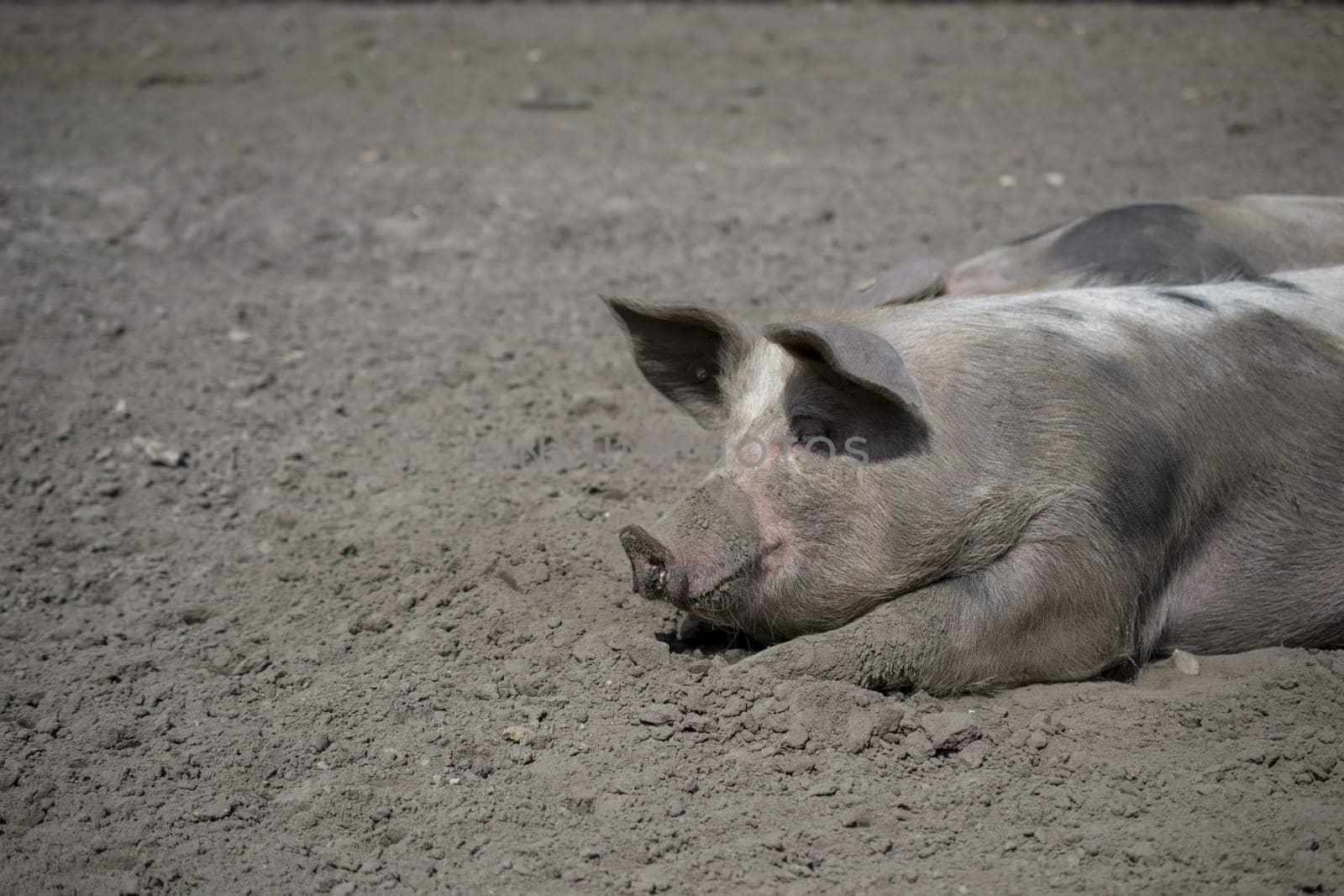 Domestic pig wallowing in the mud. High quality photo