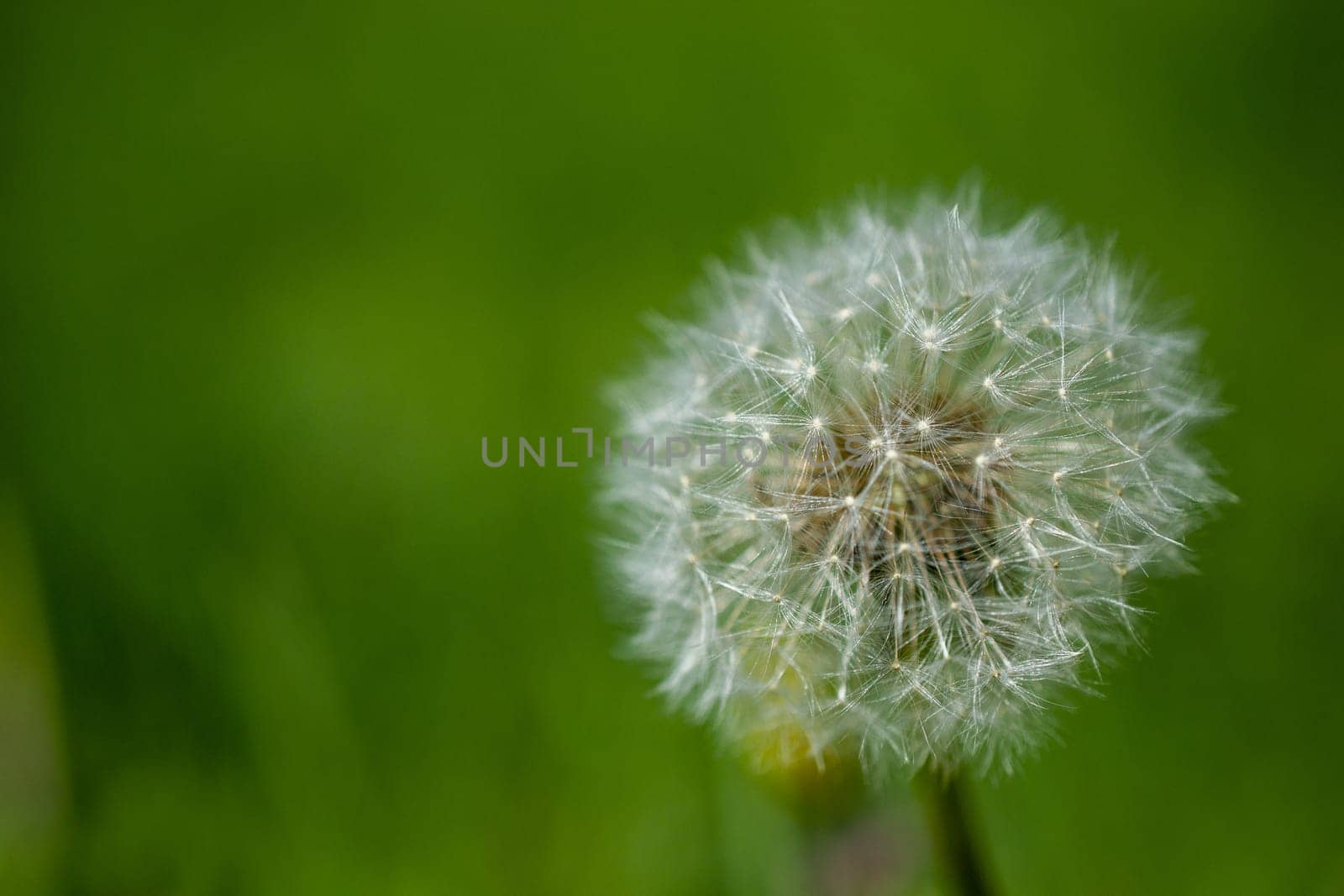 White fluffy dandelions, natural green blurred spring background by Maksym
