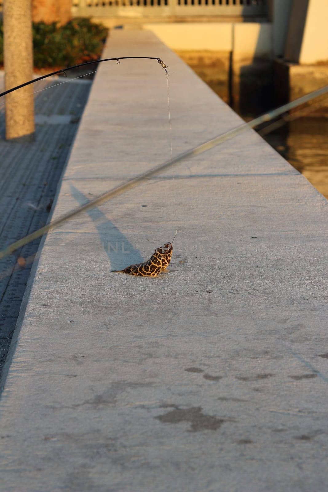 A puffer fish is lying on the dock, early morning, caught while fishing in Miami. by Marcielito