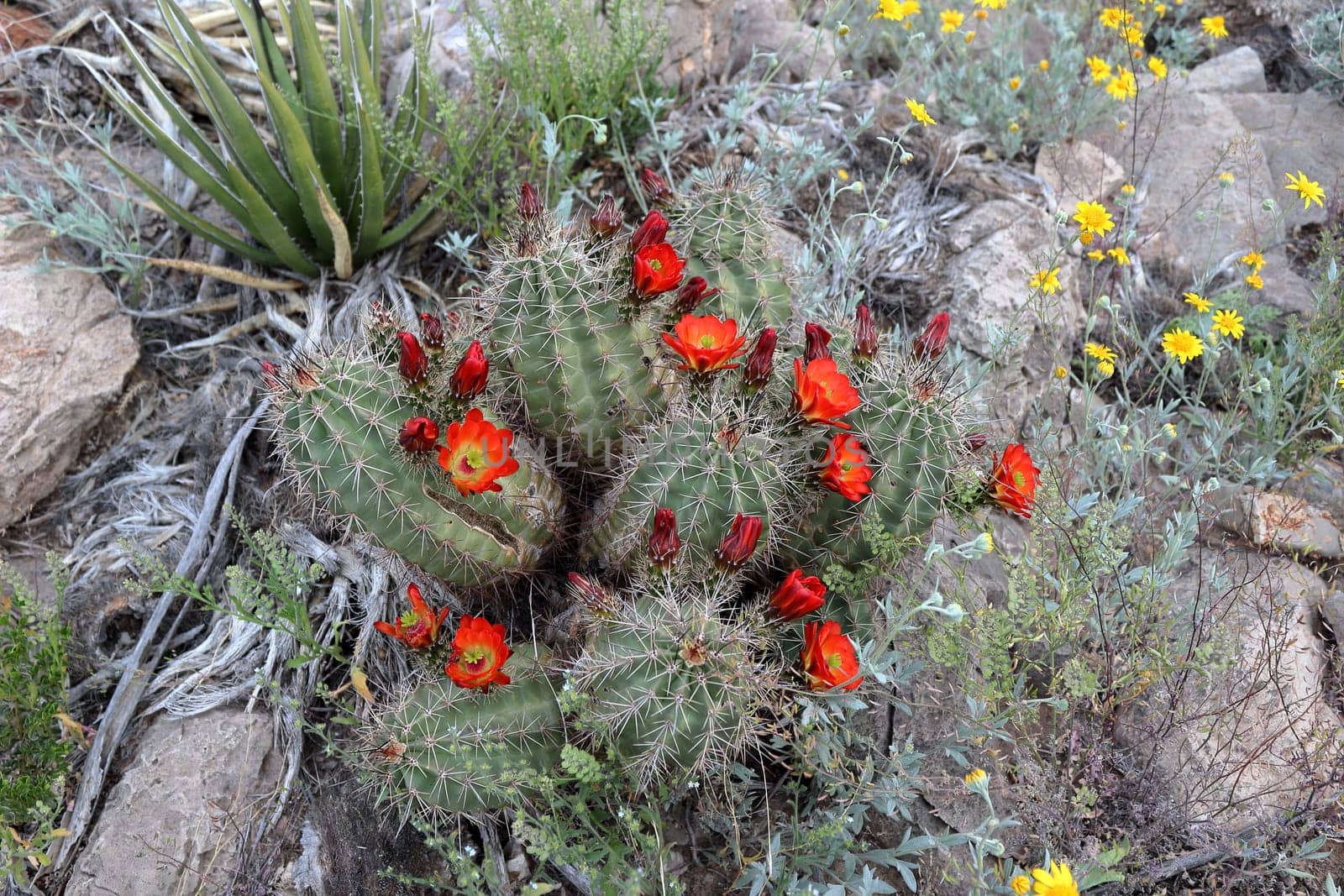 Blooming claret cup cactus blossoms in El Paso, Texas, USA. Echinocereus Triglochidiatus var. Gurneyi.