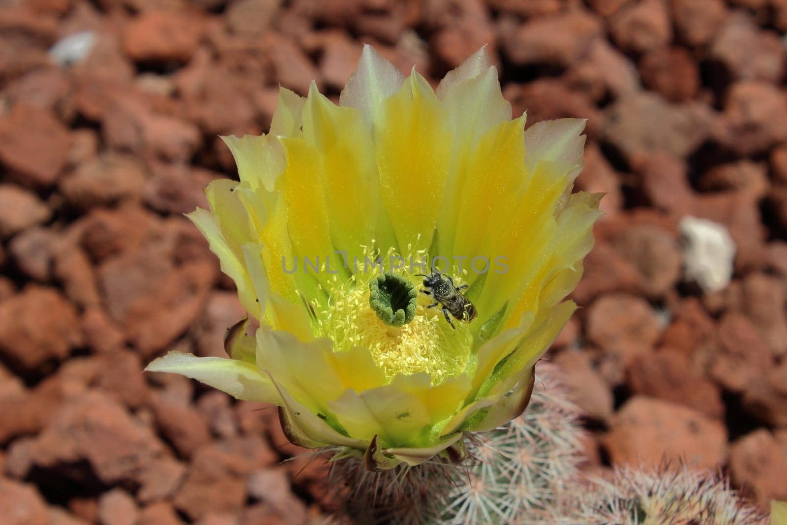 Texas Rainbow Hedgehog or Yellow pitaya Cactus Echinocereus dasyacanthus visited by a bee flowering in El Paso, Texas, USA.