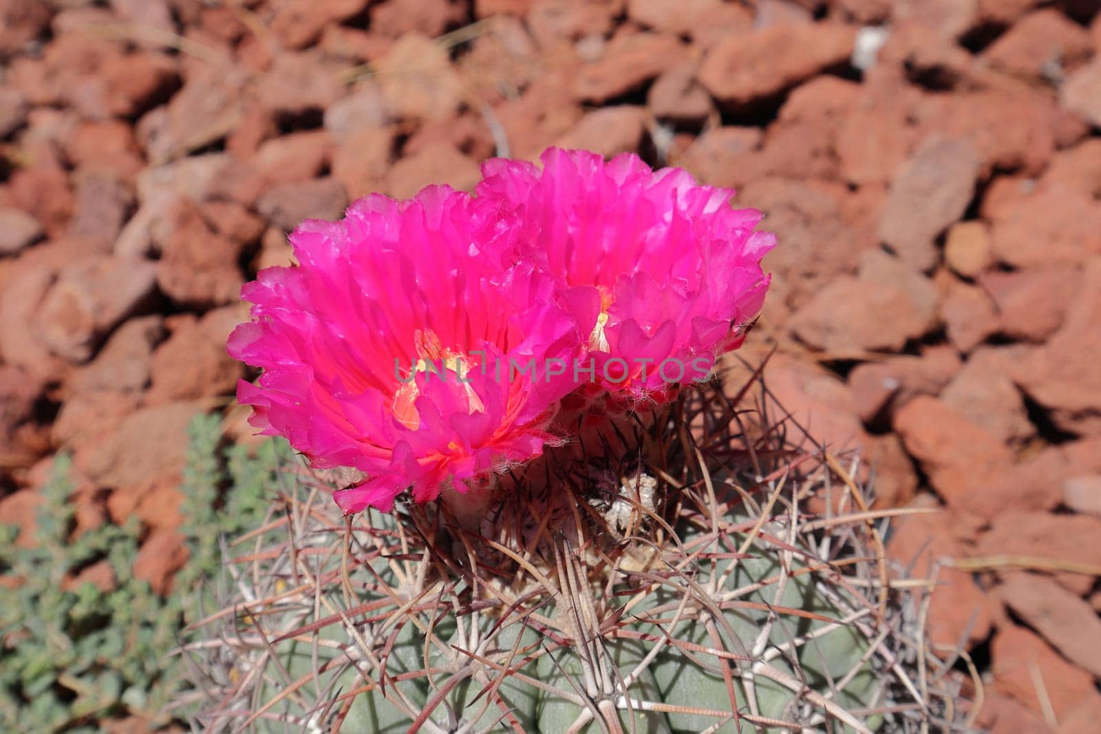 Golden barrel cactus (Echinocactus grusonii). Closeup of Echinocactus Grusonii with pink flowers.