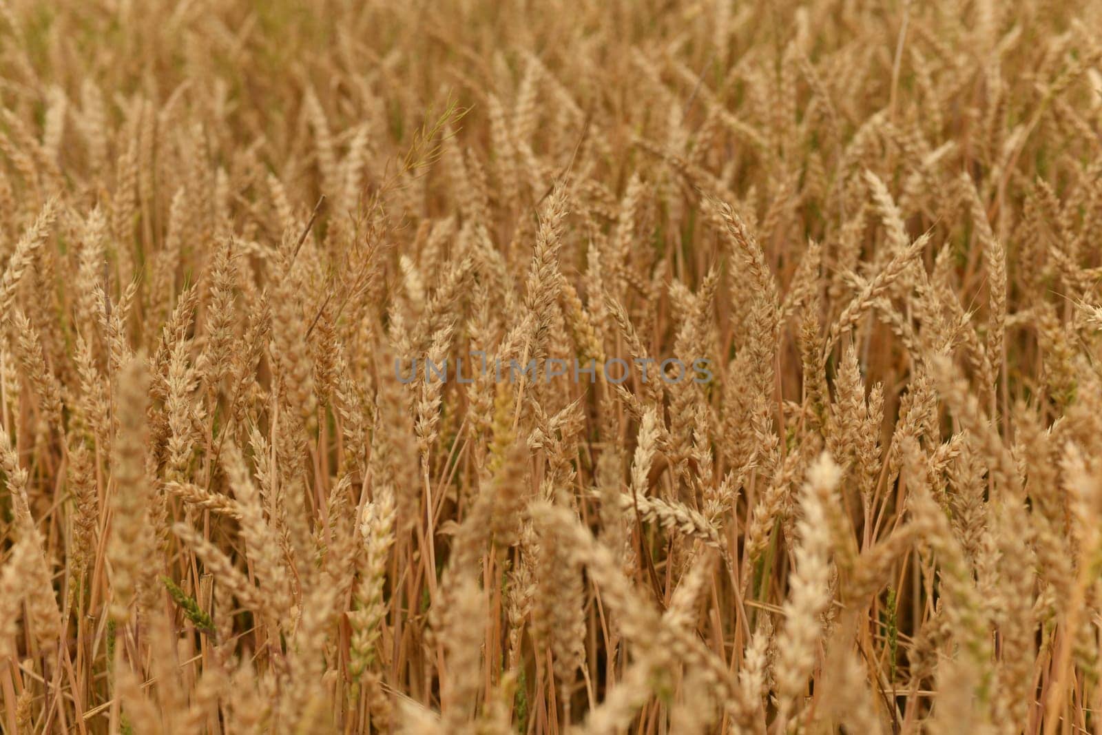 Golden ears of wheat at a sunset