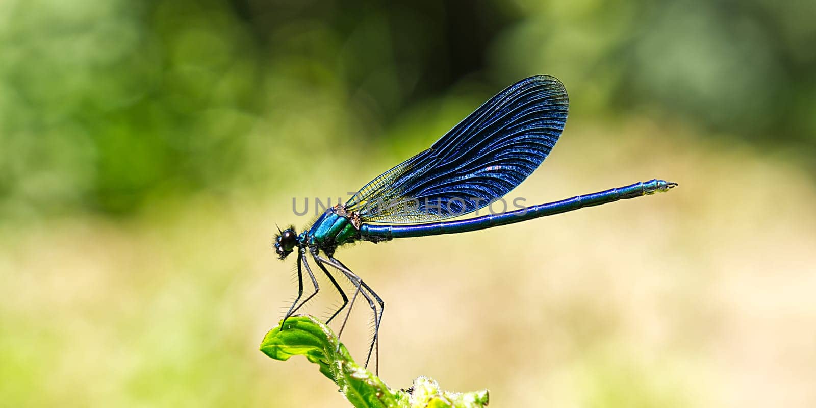 Black, Blue dragonfly close up SOA deep blue dragonfly sits on the grass dragonfly in nature habitat by PhotoTime