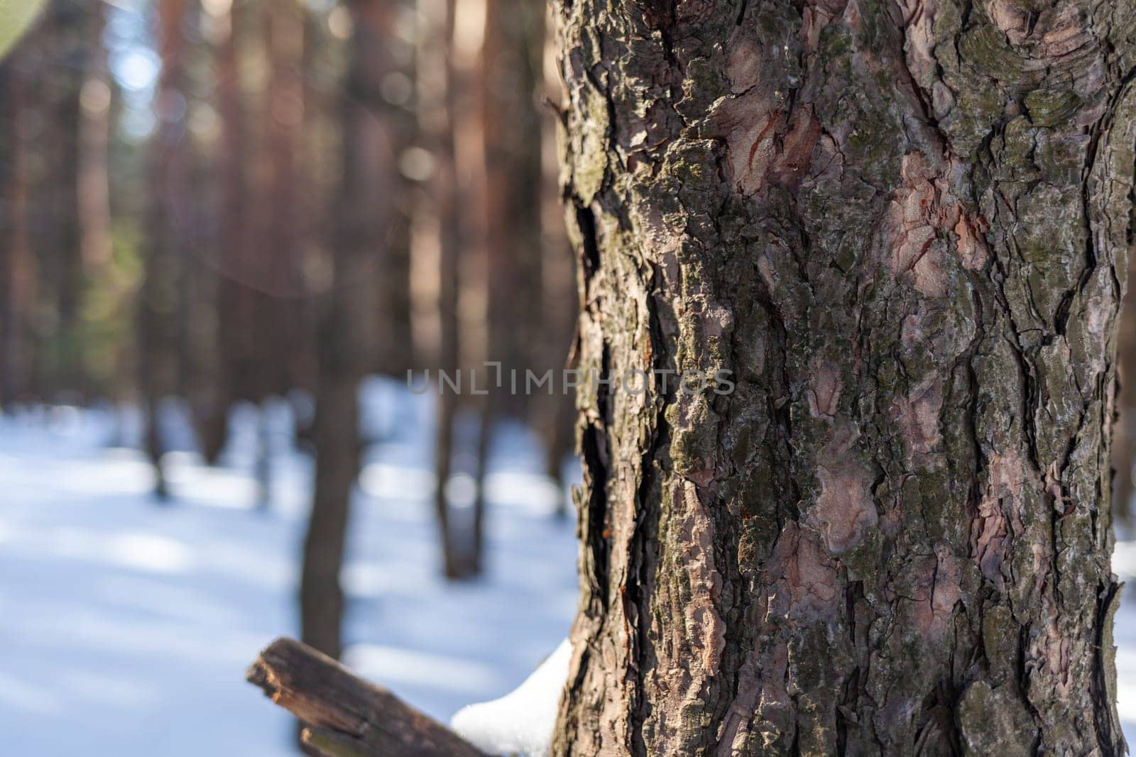 A close-up photo of a tree trunk. There is a forest in the background by AnatoliiFoto