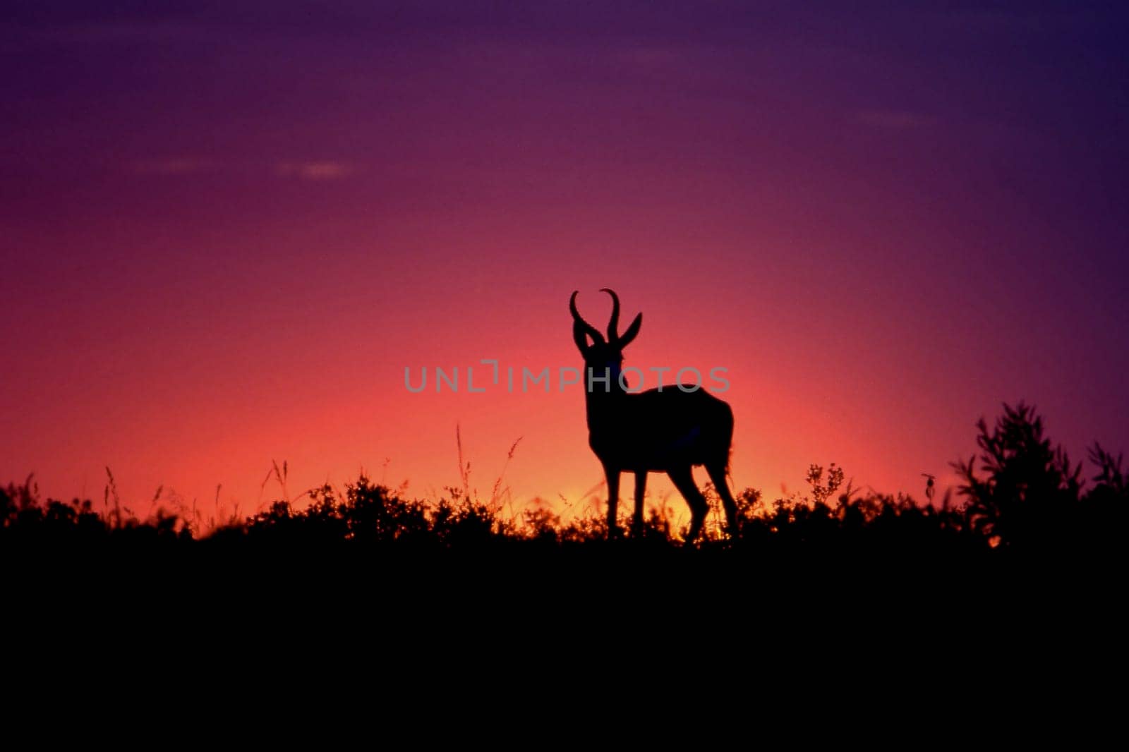 Springbok (Antidorcas marsupialis), Central Kalahari Game Reserve, Ghanzi, Botswana, Africa