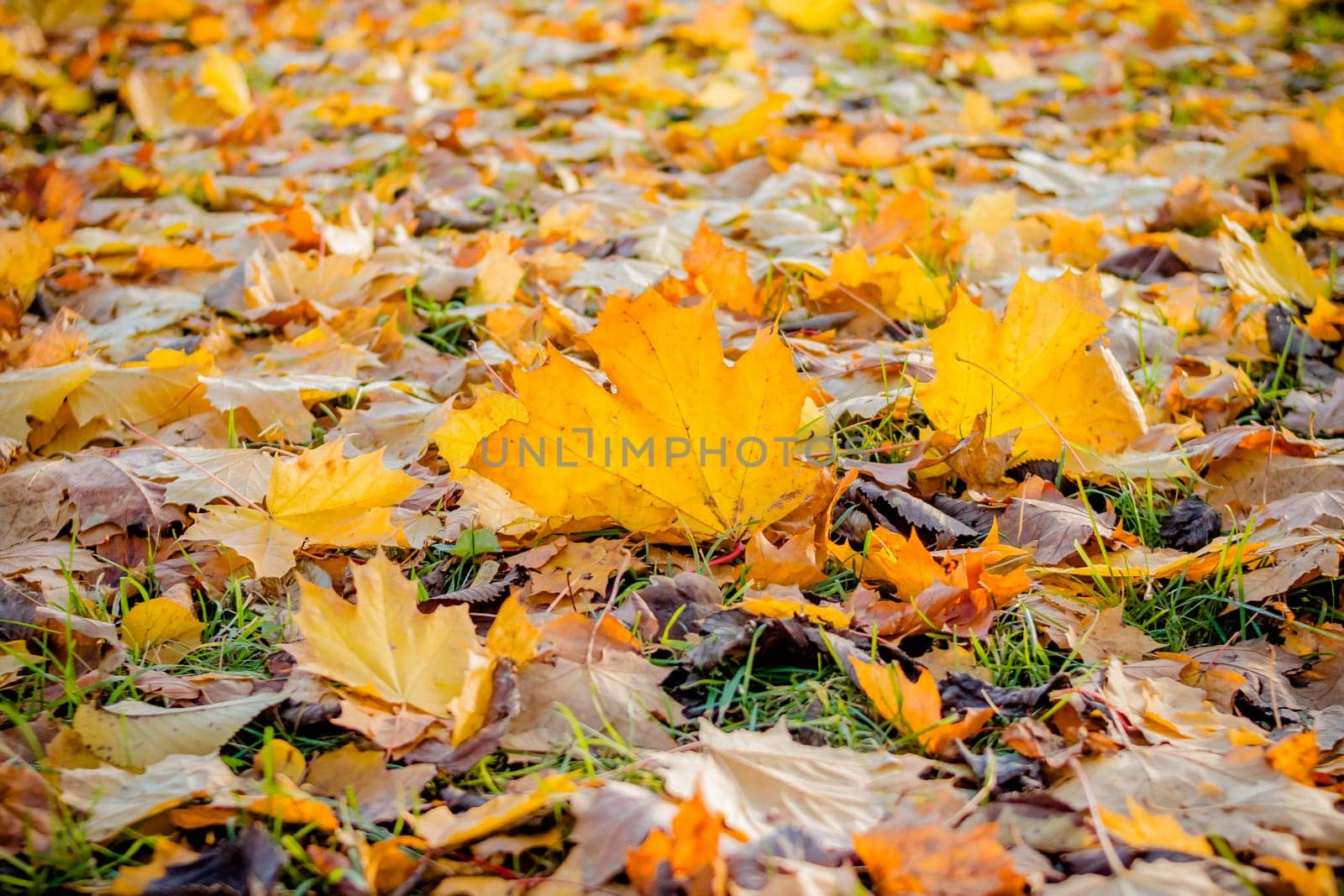 Beautiful autumn landscape with yellow trees and sun. Colorful foliage in the park. Falling leaves natural background