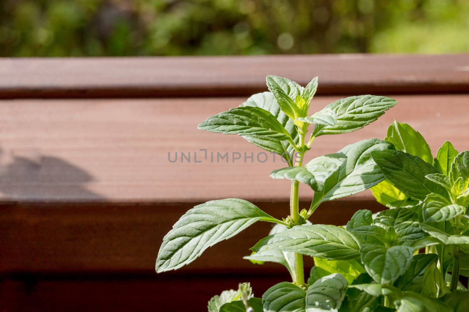 fresh mint leaves on a wooden background