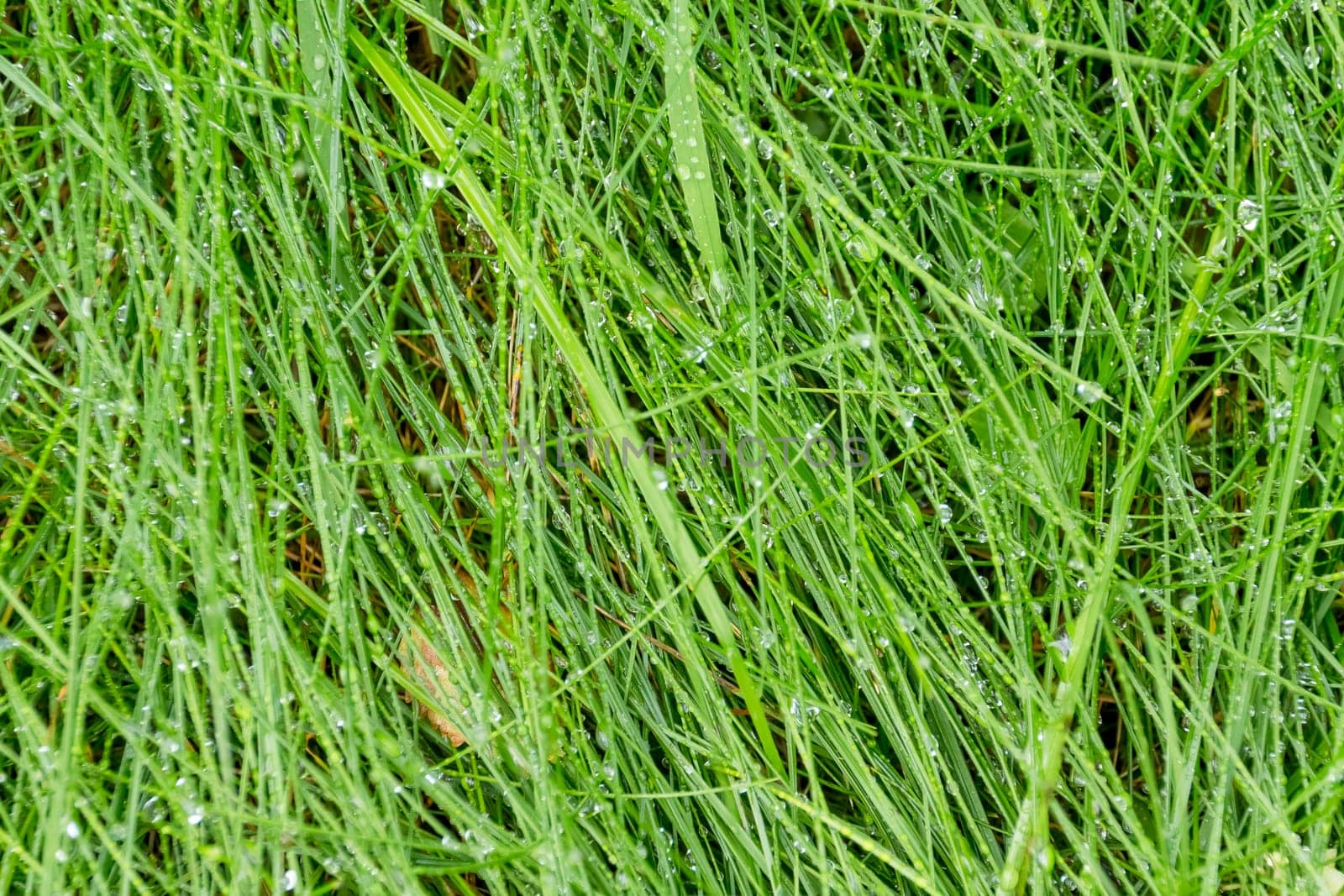 lush green grass covered in early morning dew