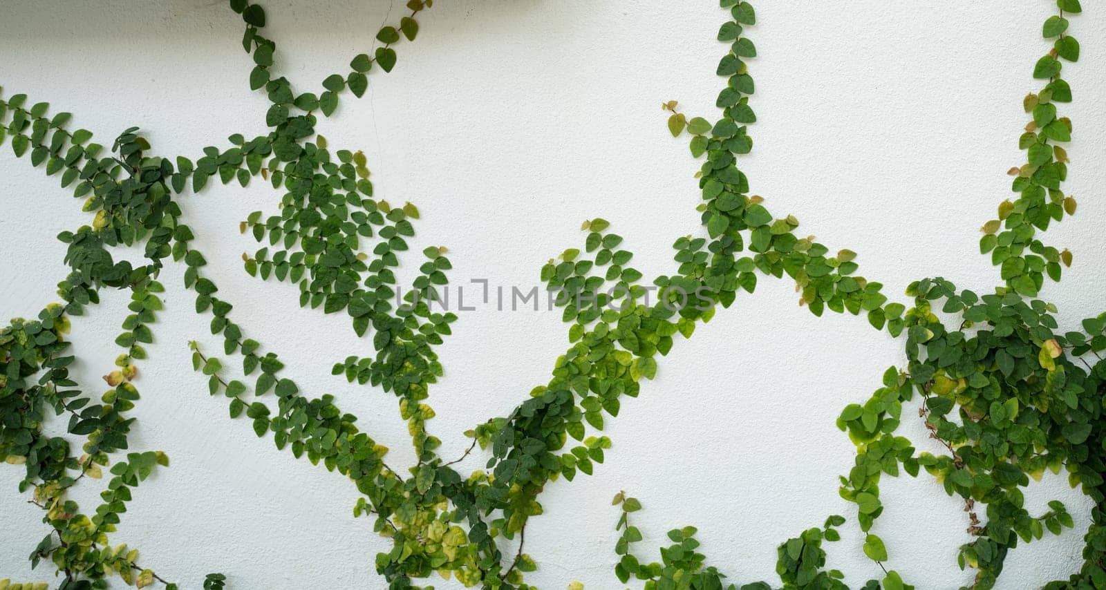 Green ivy eco wall. Closeup green creeping plant climbing on white concrete pole. Green leaves texture background. Green leaves of ivy. Sustainable building. Close to nature. Eco-friendly building. by Fahroni