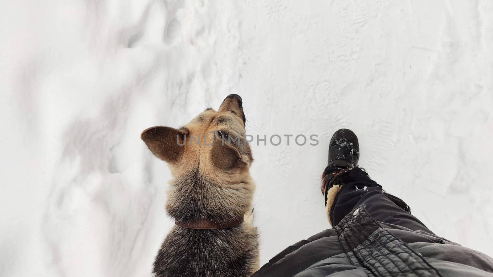 Dog German Shepherd in winter day near human who is hunter, security guard, policeman and white snow arround. Big eastern European dog veo going near to the owner hunter or policeman