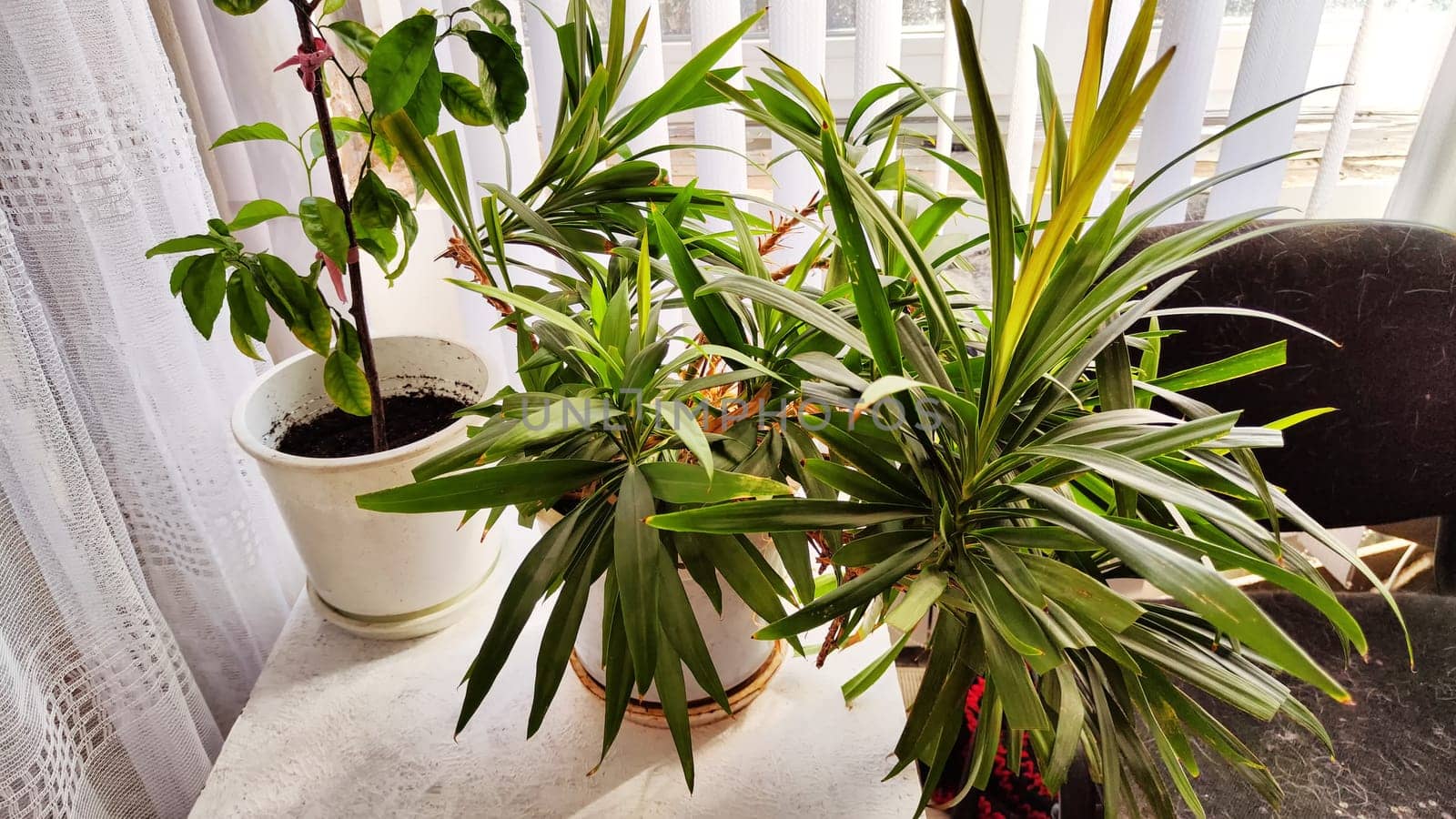 Part of the interior, green indoor plants by the window with a translucent white curtains. Bright cozy corner by the window with plants. Winter garden in the room or home