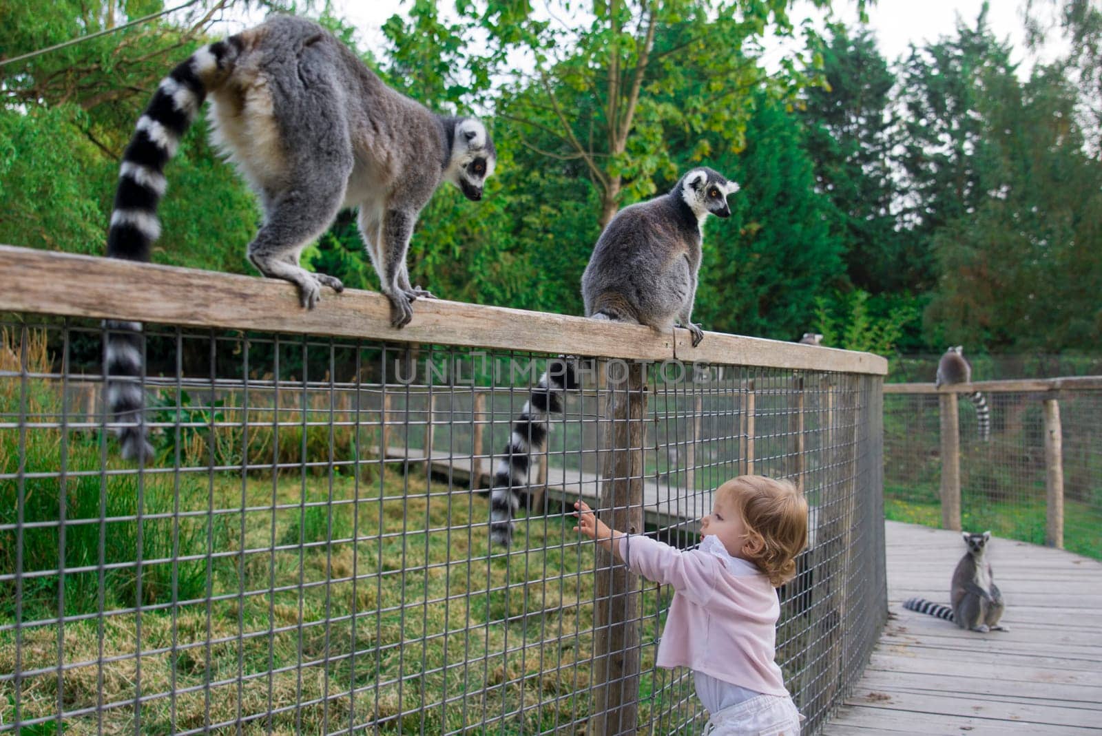 A girl in the zoo wants to touch the tail of a lemur. Ring-tailed lemur