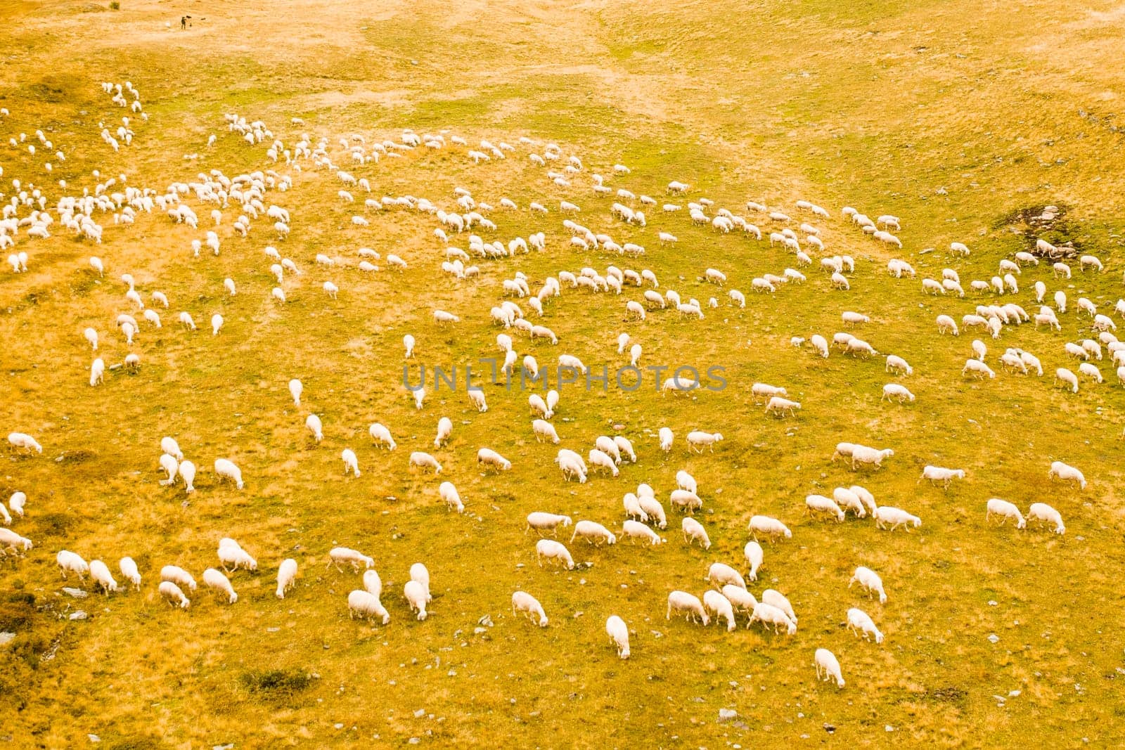 Flock of sheep eats grass at rough grazing against high mountain pass explored by tourists. Animals walk on mountain slope pastures against grey sky