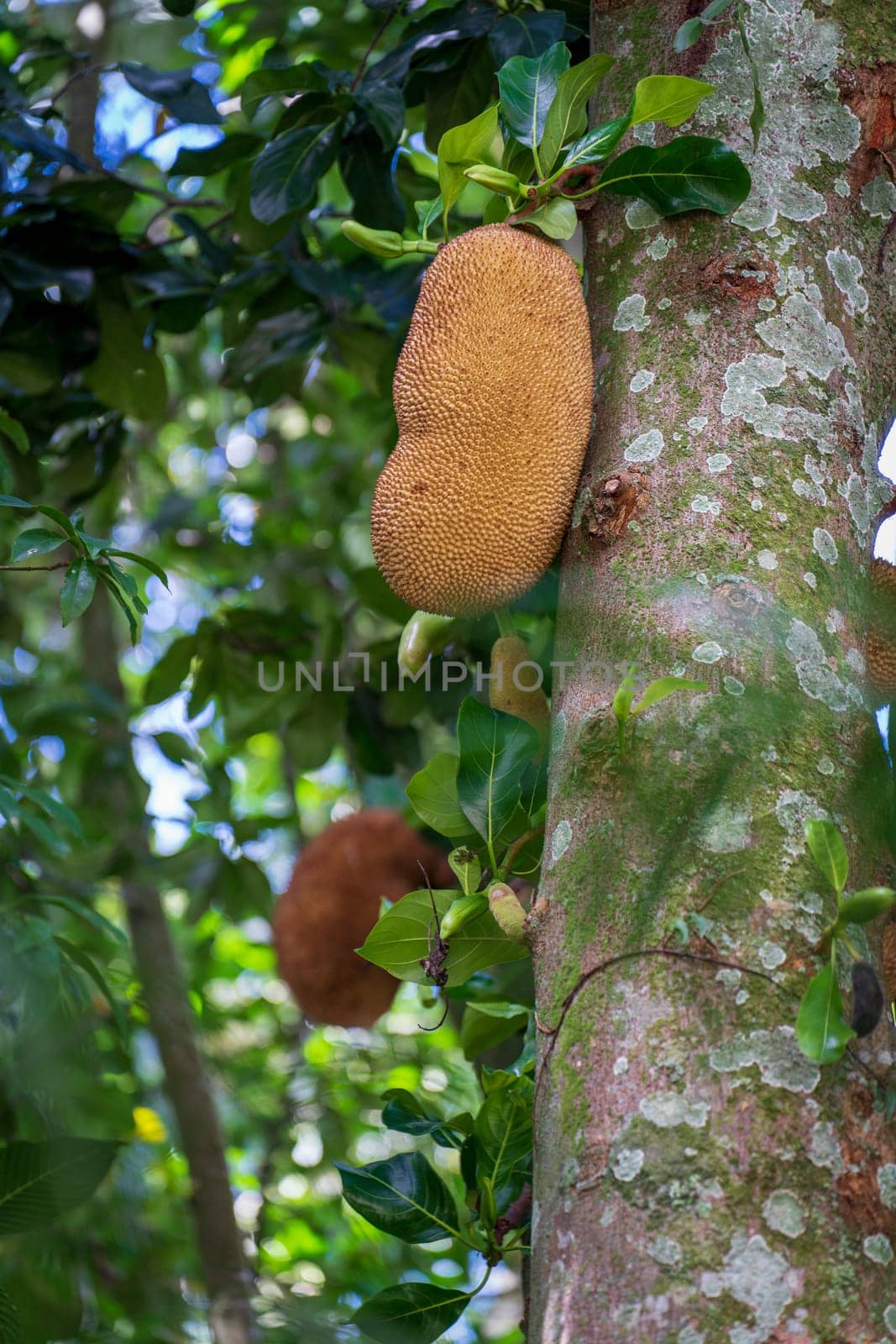 Discover the unique taste of Jaca, a tropical fruit with a pointy bark, similar to banana and high in calories. Perfect for a refreshing summer snack!