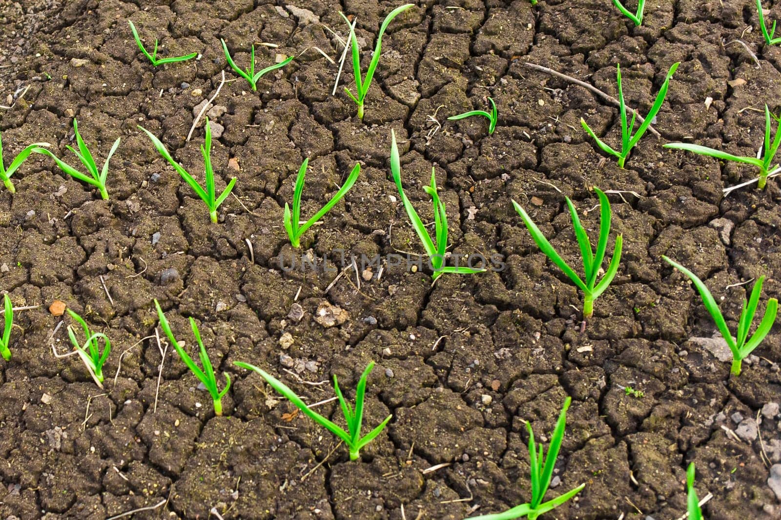 Onions grow on cracked dry soil in a garden bed by AYDO8