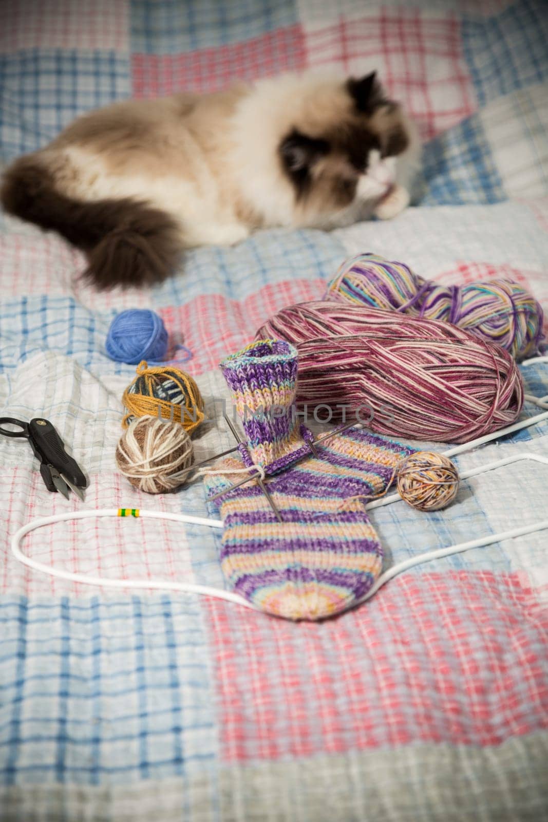 Colored threads, knitting needles and other items for hand knitting and a cute domestic cat Ragdoll on the bed.