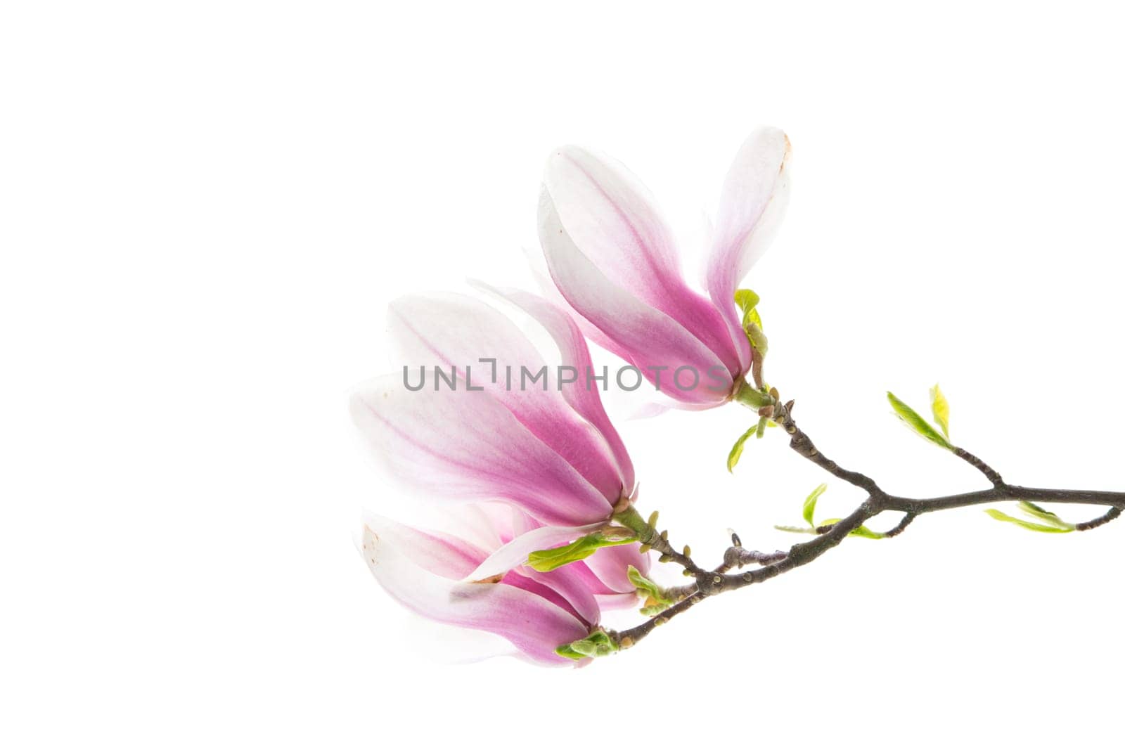 Beautiful pink magnolia flower on white background by Rawlik