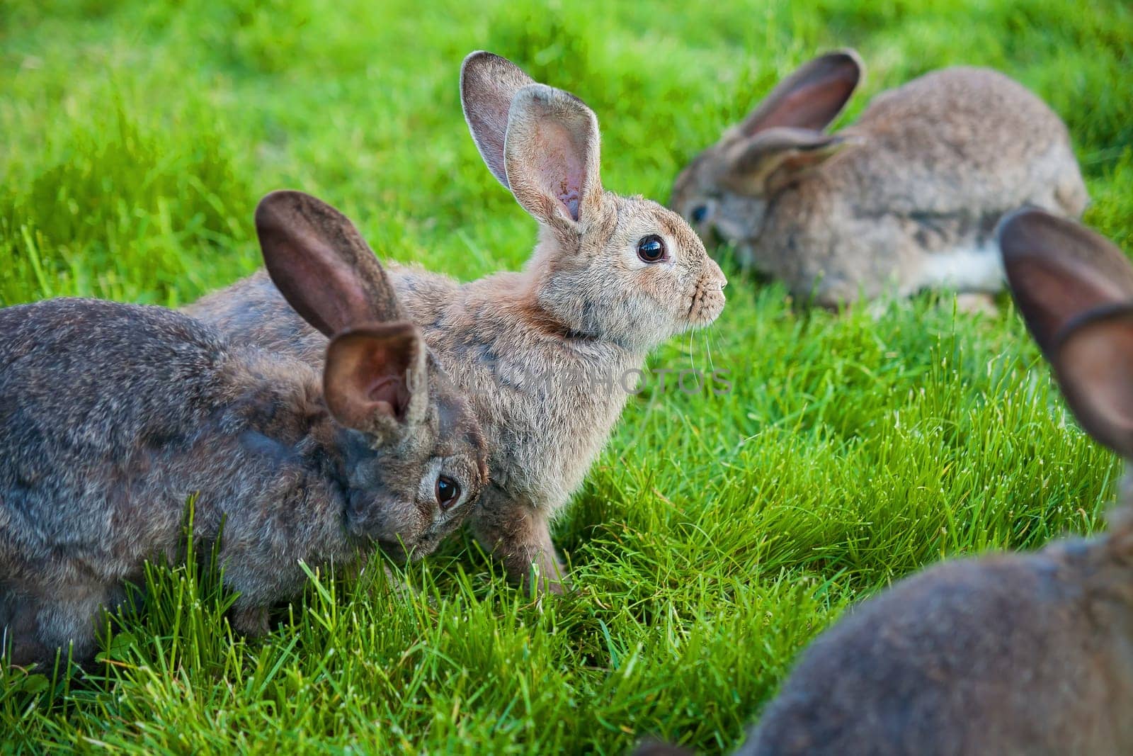 rabbits eat the grass in the garden