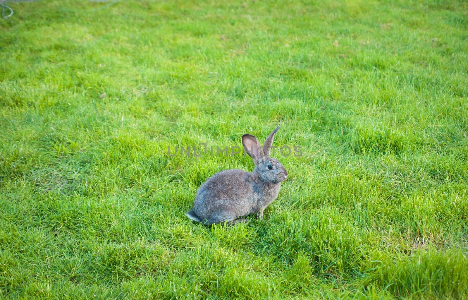 One rabbit eats grass in the garden