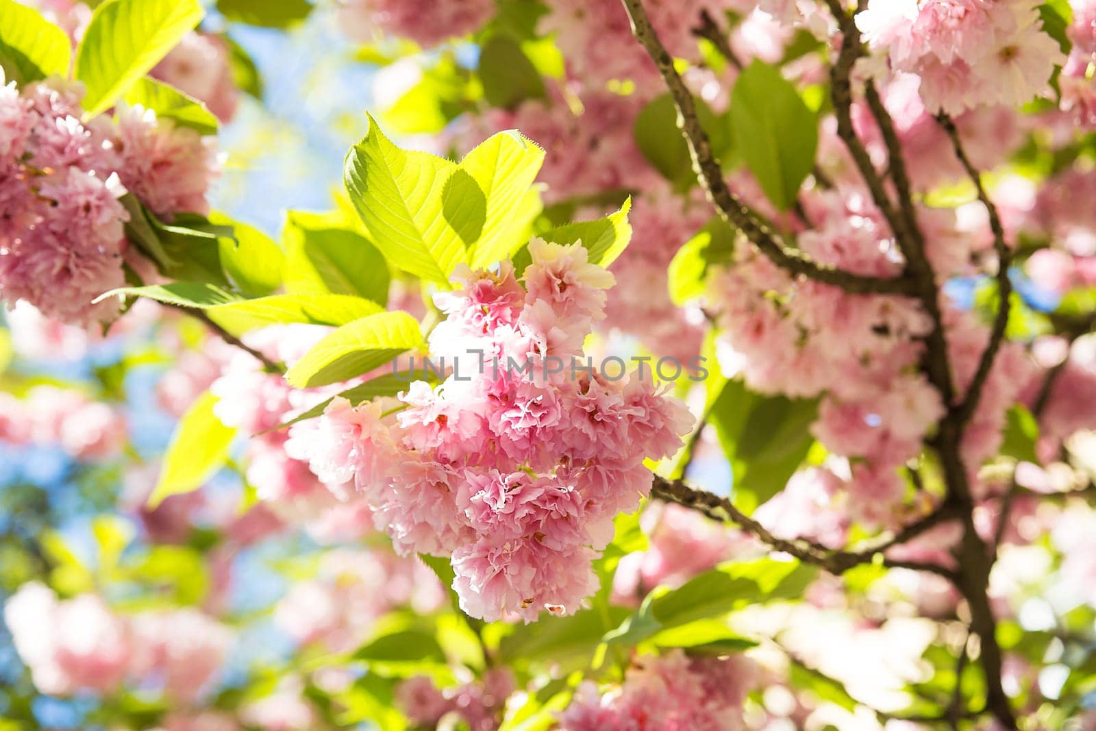 beautiful spring cherry blossom in Uzhgorod. Ukraine
