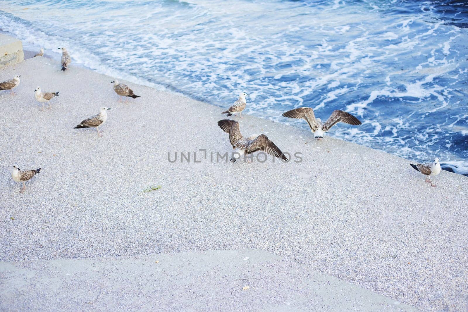 A young girl is feeding a flock of seagulls. Sun, summer, sea