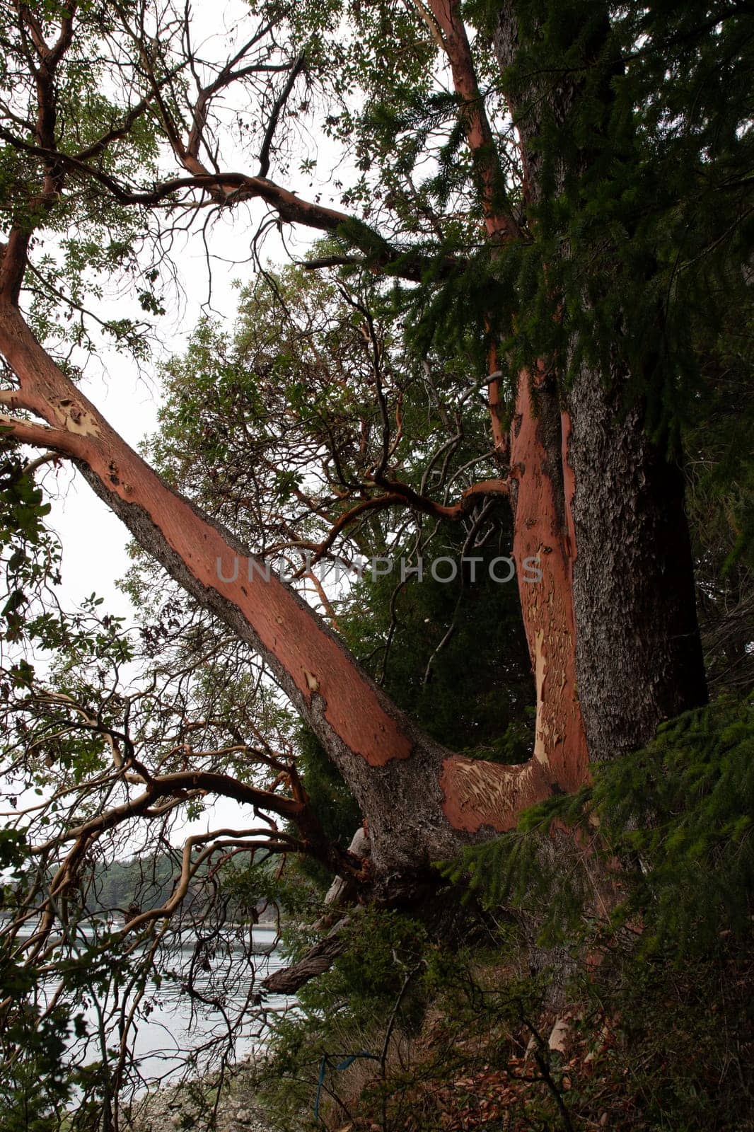 Close-up of an arbutus tree with water in the back on a small island by Granchinho