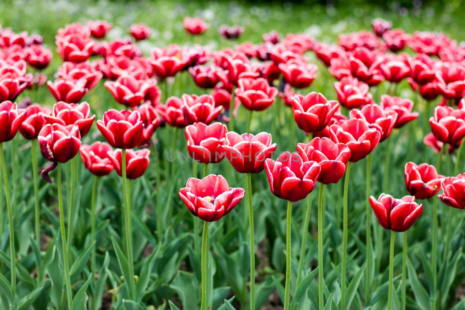 selective focus. white-red Tulip varieties La Mancha close-up. by Suietska