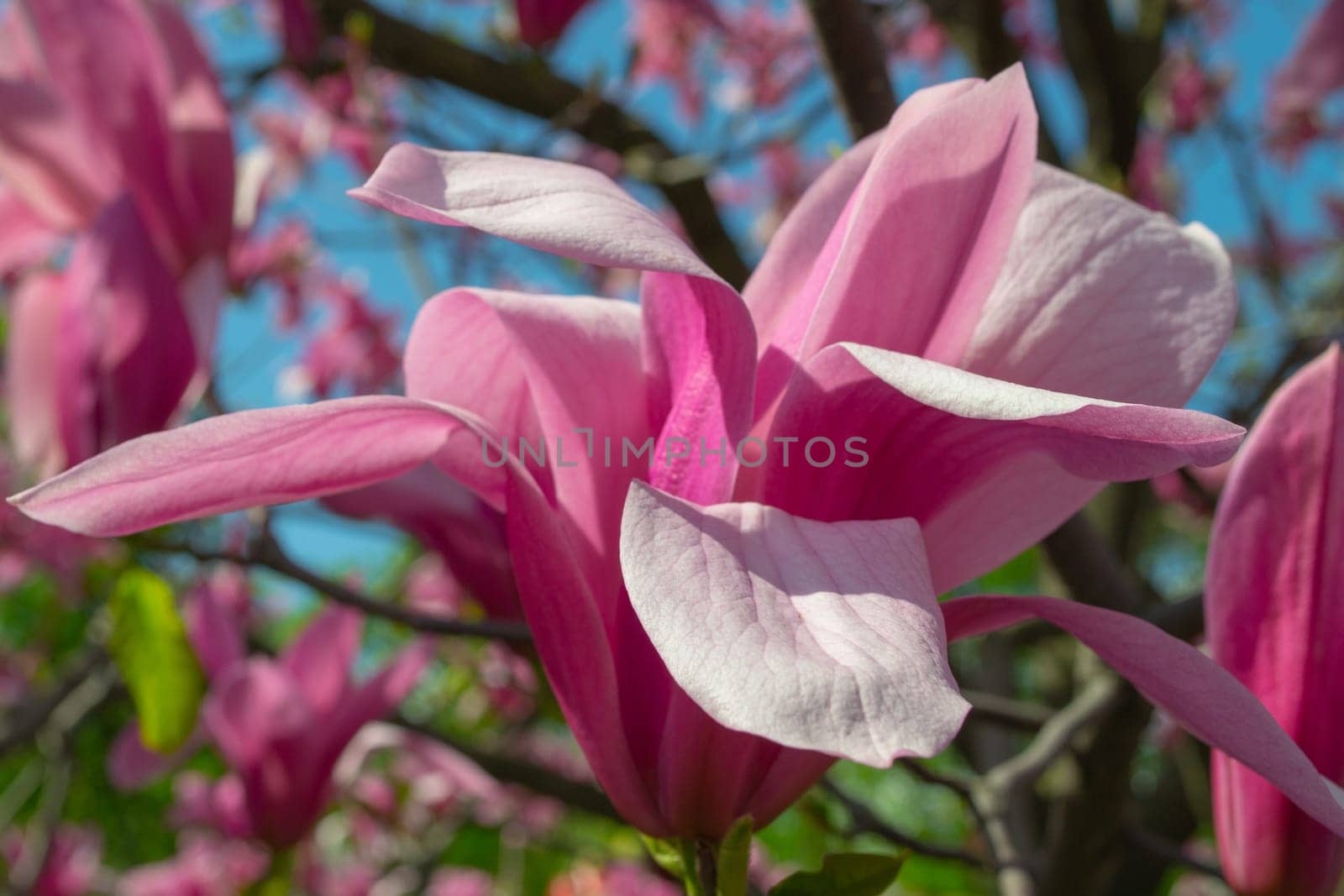 Gentle pink Magnolia soulangeana Flower on a twig blooming against clear blue sky at spring